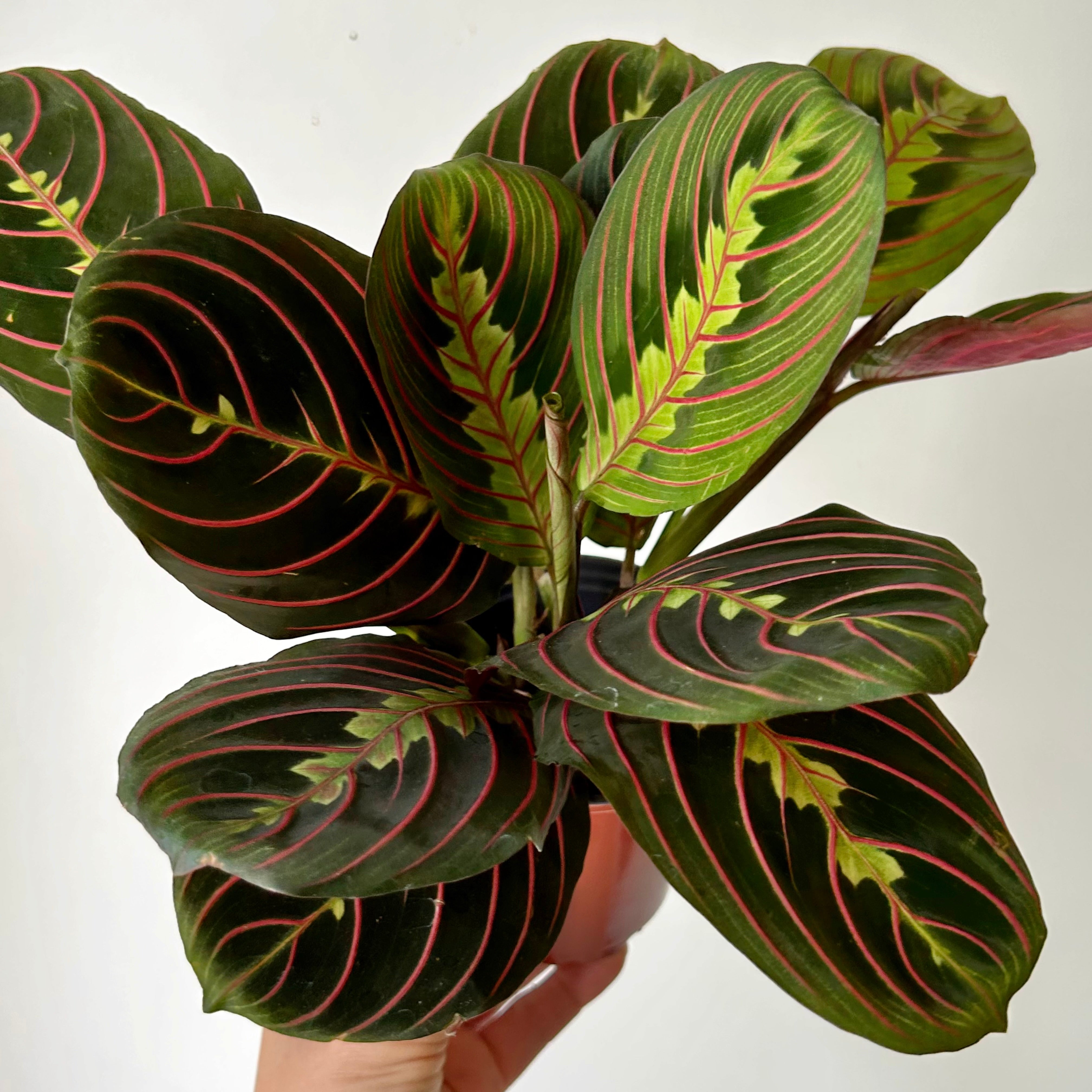 Red Prayer Plant (Maranta) 3.5”pot