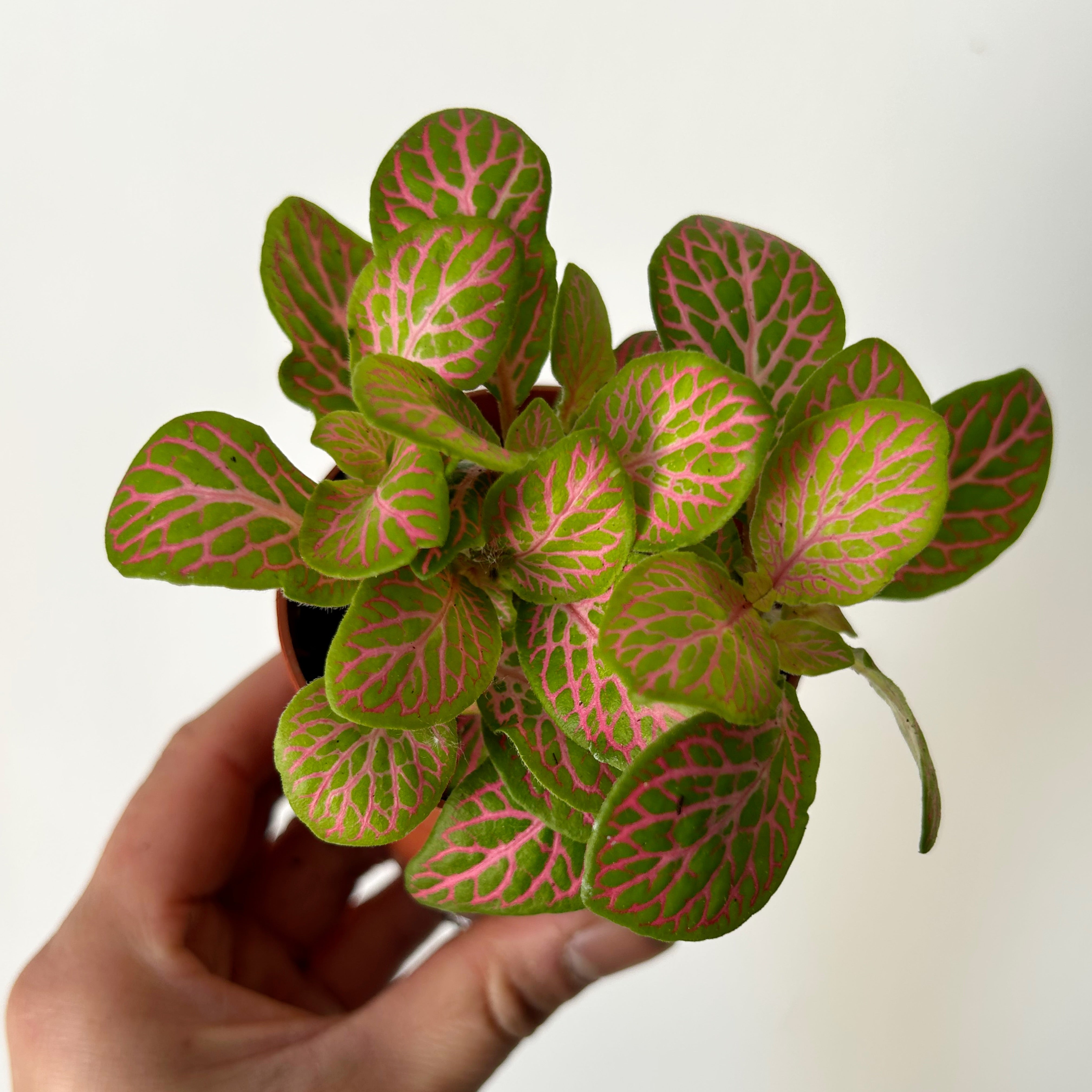 Nerve Plant (Fittonia) 2.75”pot