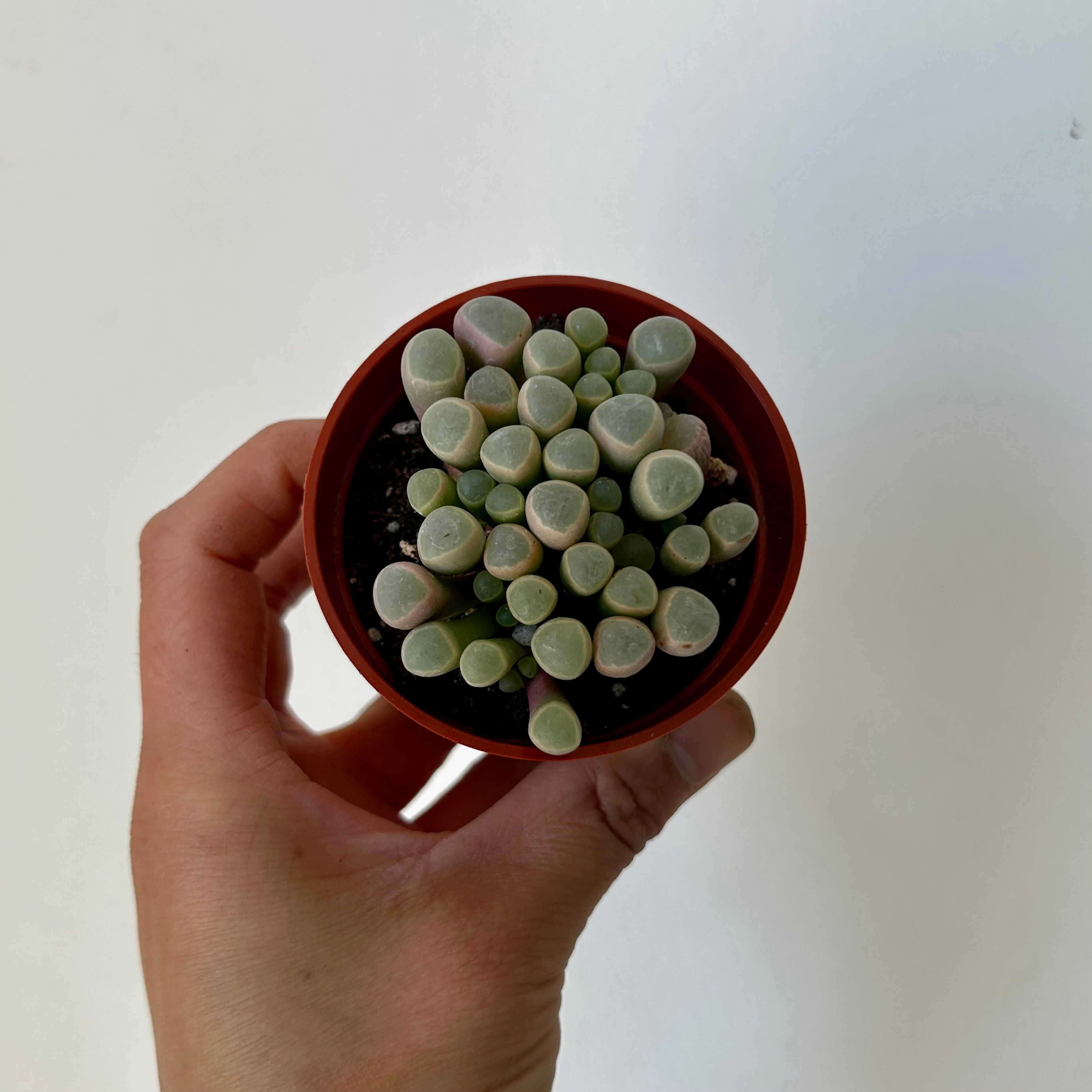 Baby Toes Succulent (Fenestraria rhopalophyll) 2.75”pot