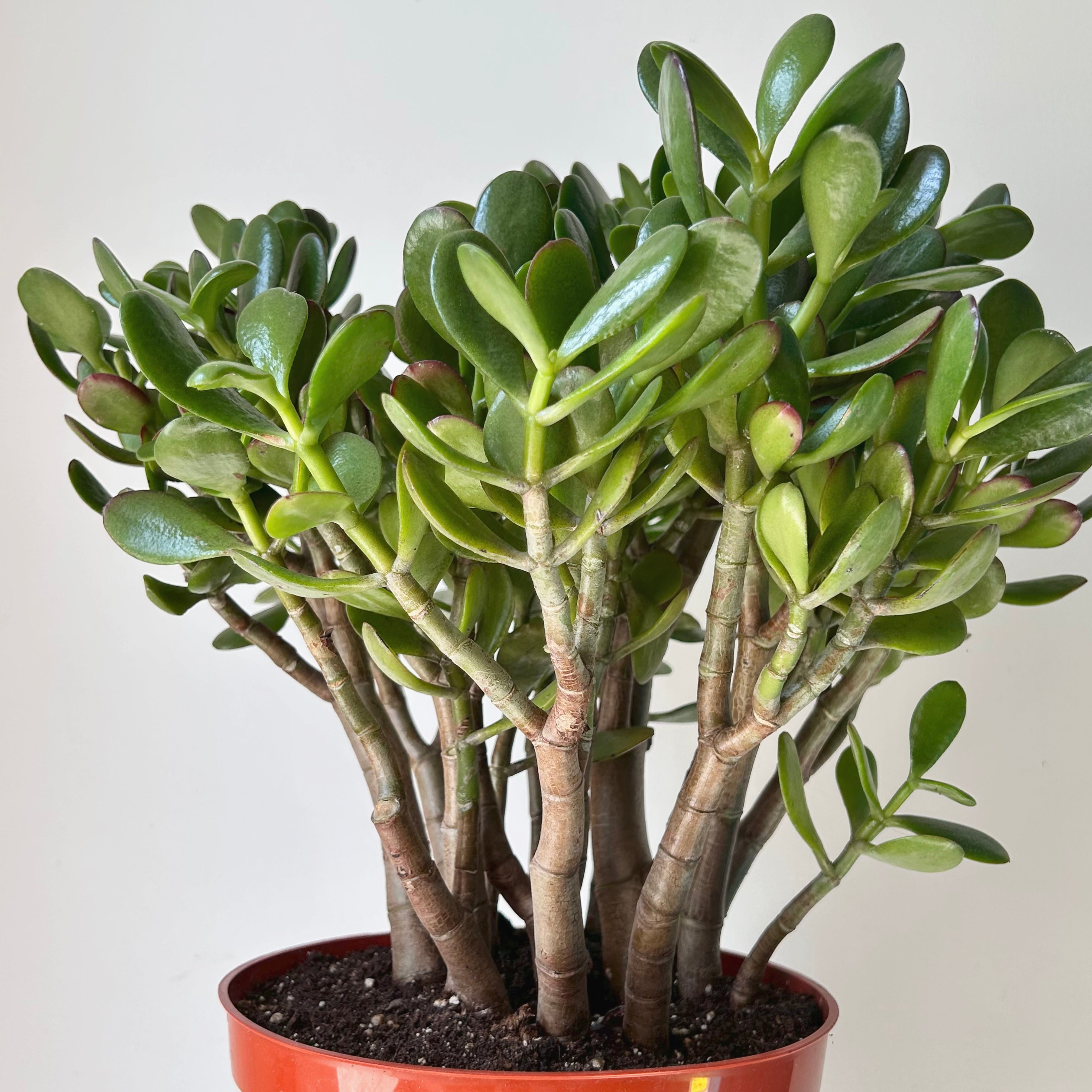 Jade Succulent Ovata “Sunset” 8”pot