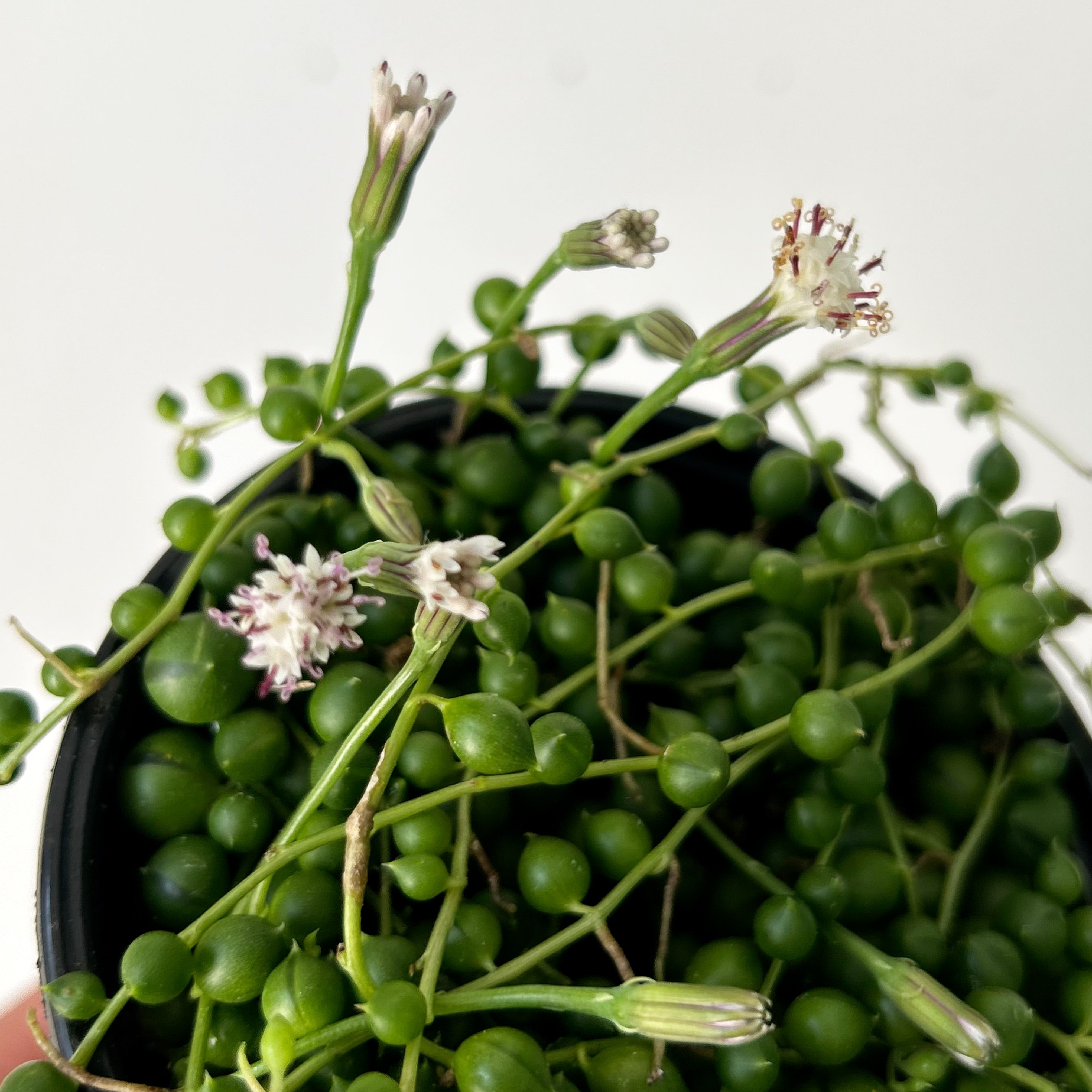 String of Pearls (Senecio) 4”pot