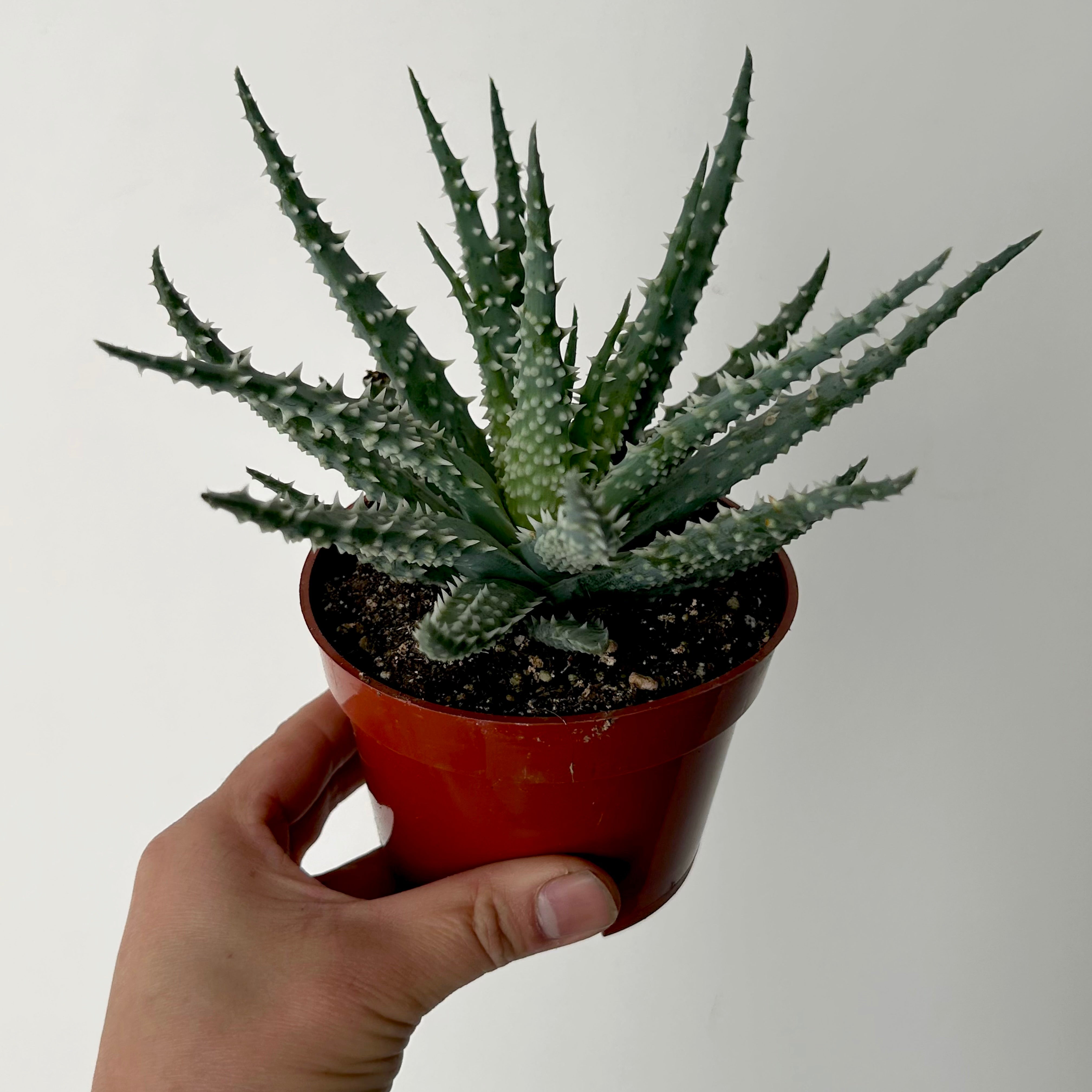 Spider Aloe (Humilis) 4”pot