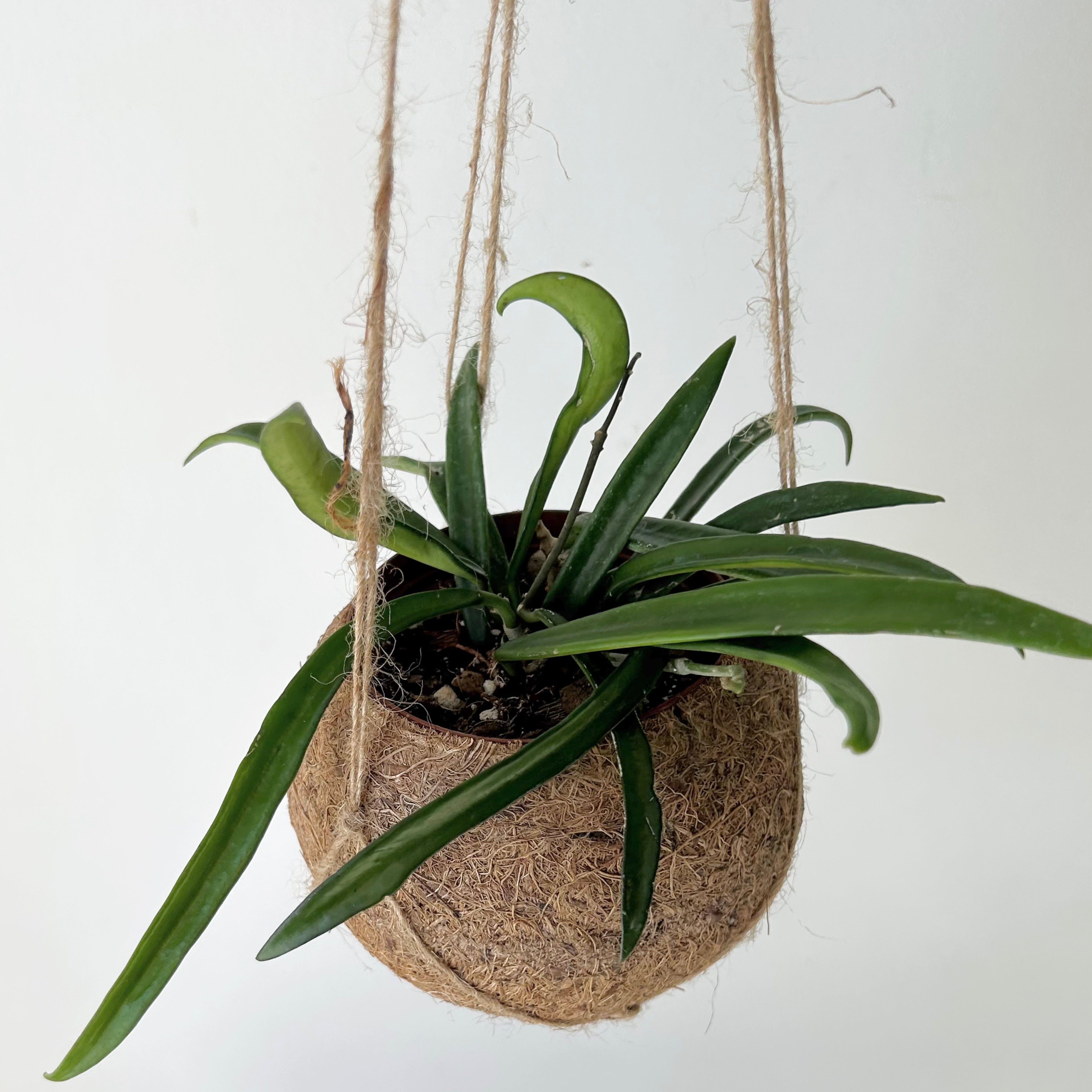 Hoya Shepherdii 3”pot