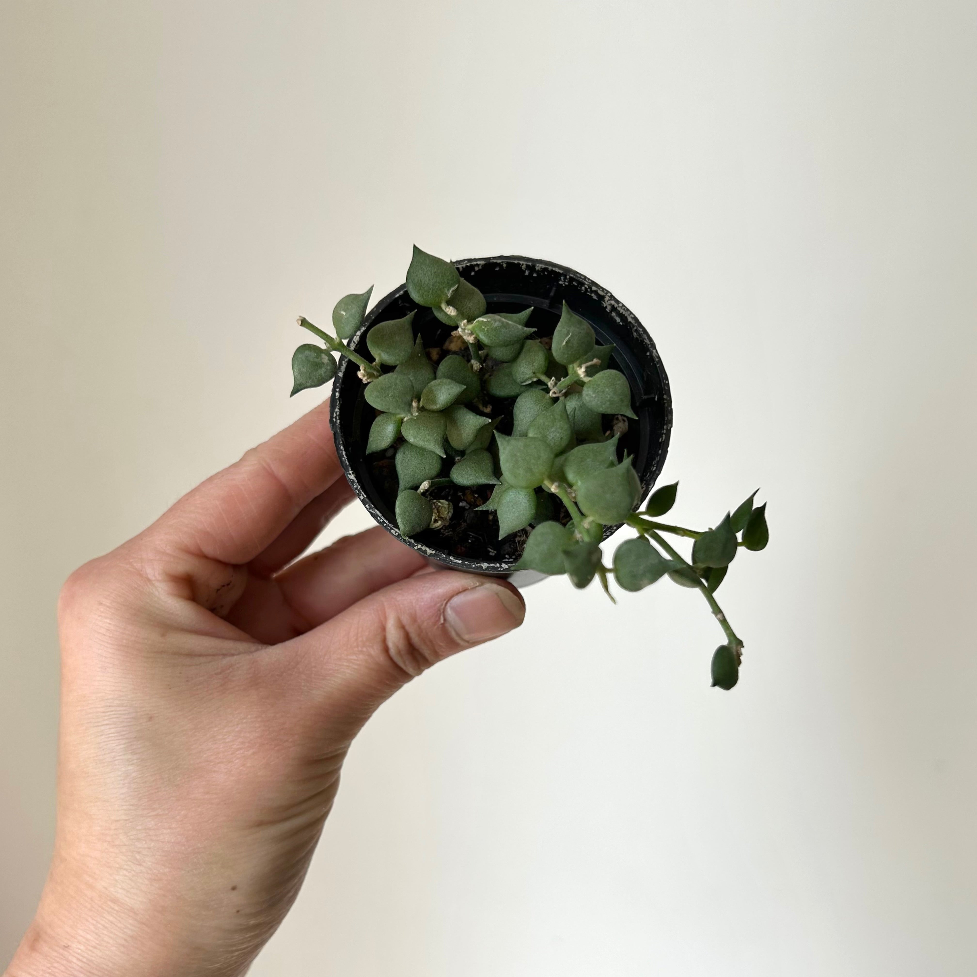 Dischidia “Million Hearts” Ruscifolia 2.5"pot