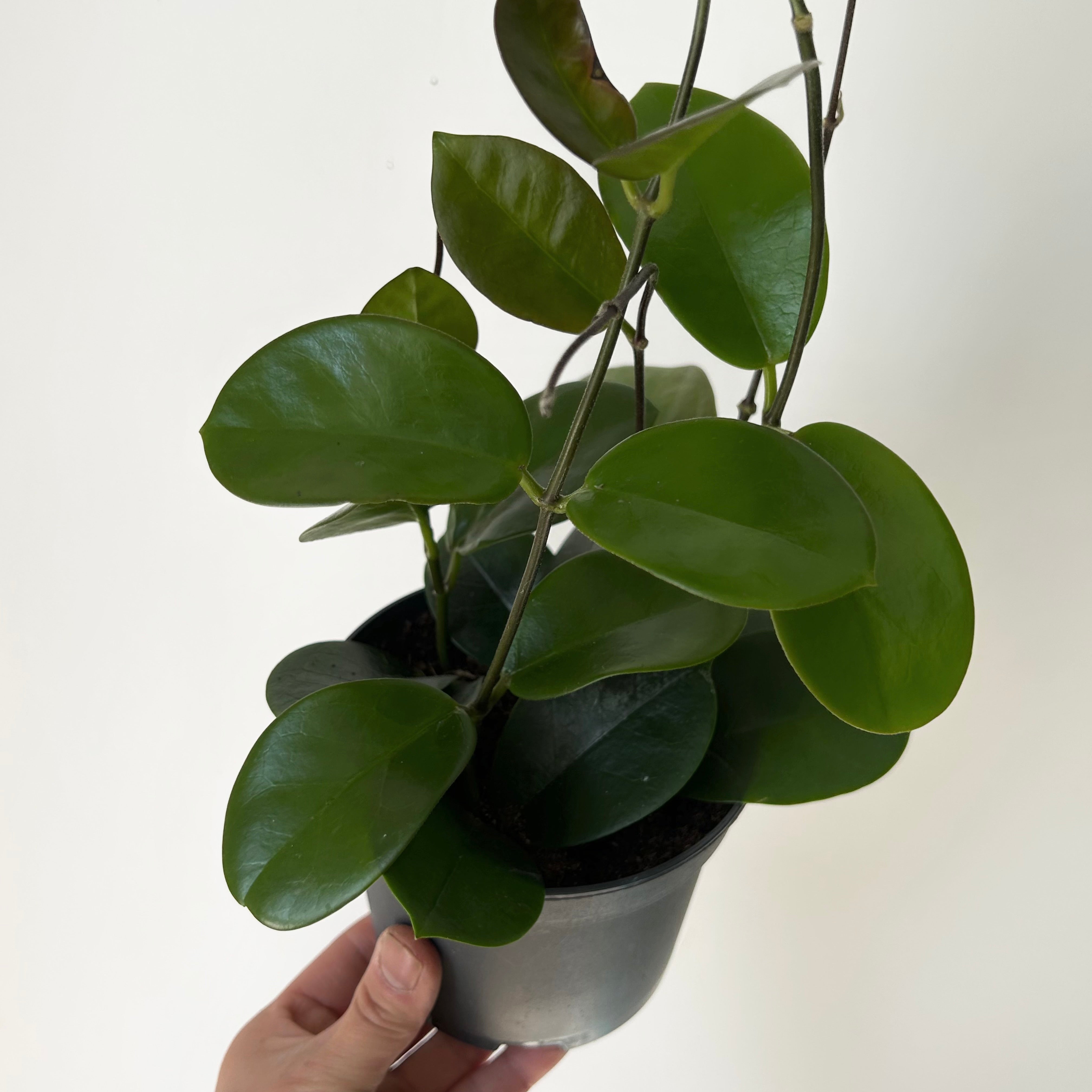 Hoya Australis 5”pot