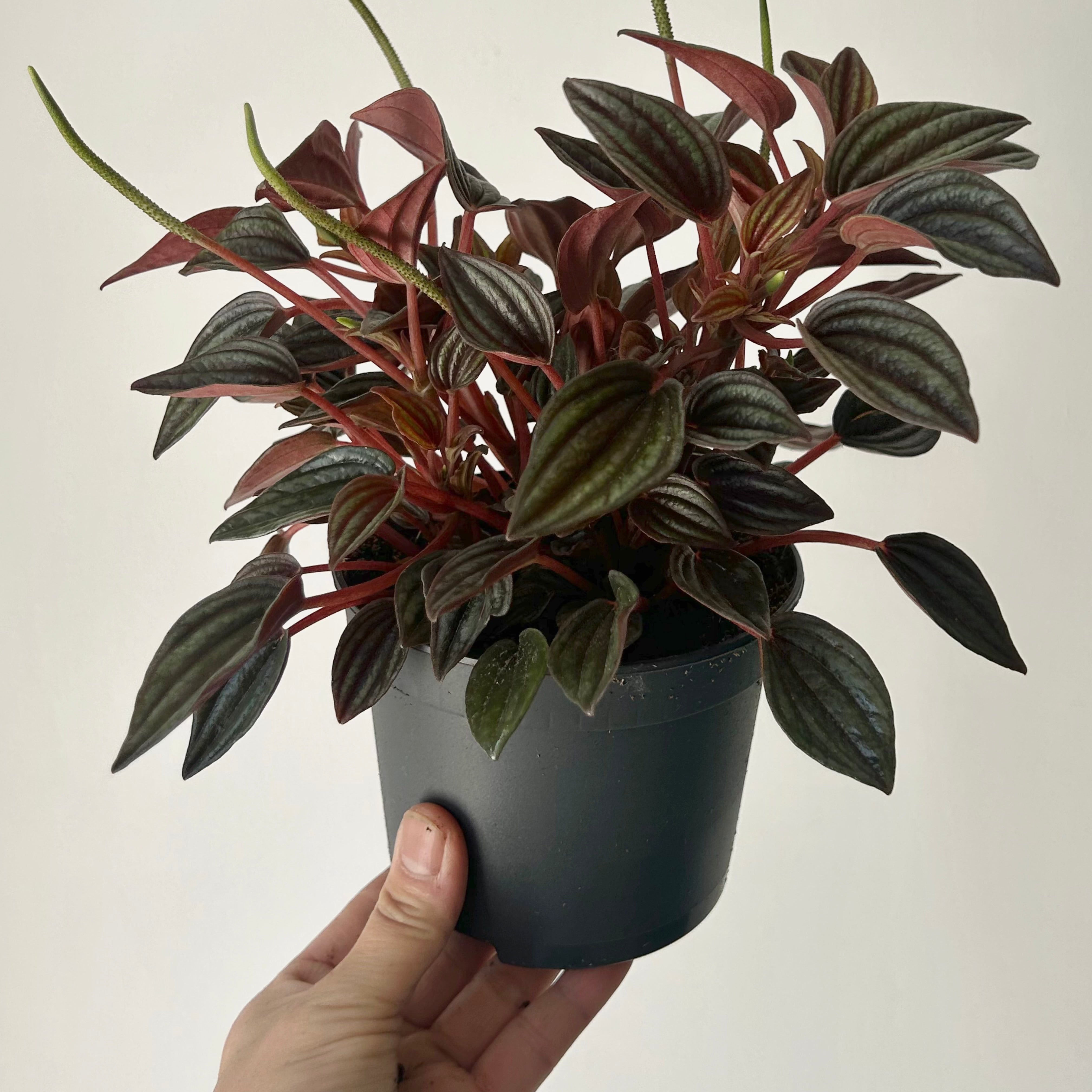 Peperomia caperata “Lima” 5” pot