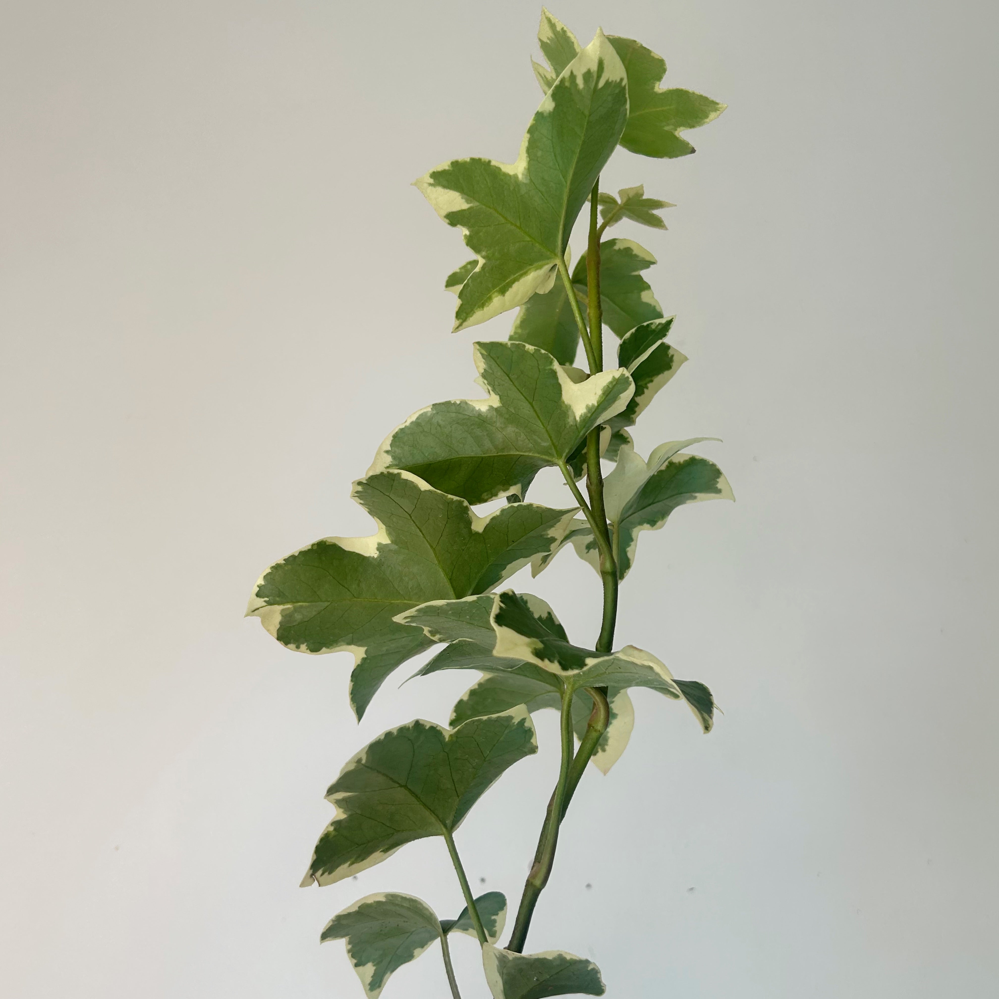 Variegated Tree Ivy Hybrid (xFatshedera lizei) 3.5” pot