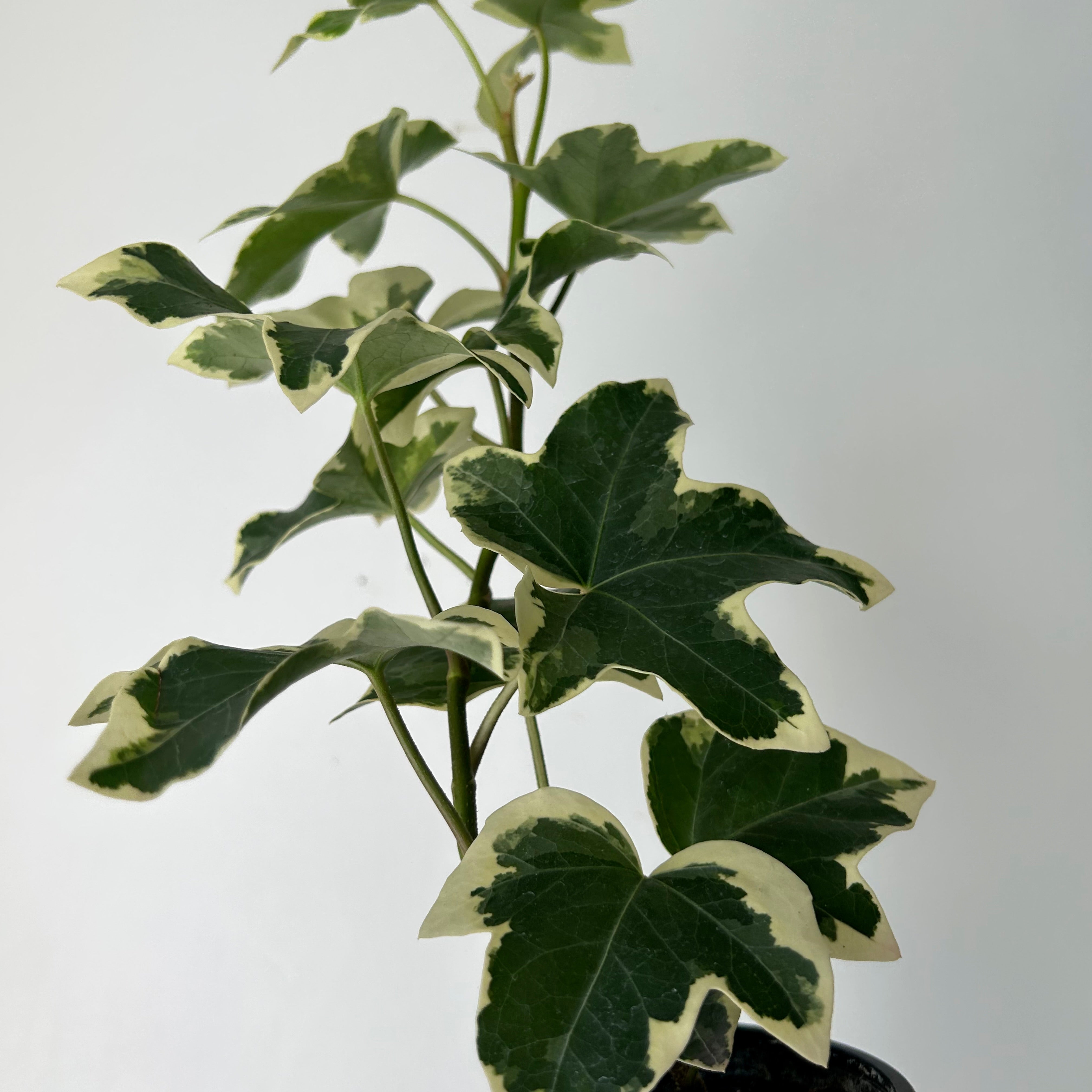 Variegated Tree Ivy Hybrid (xFatshedera lizei) 3.5” pot
