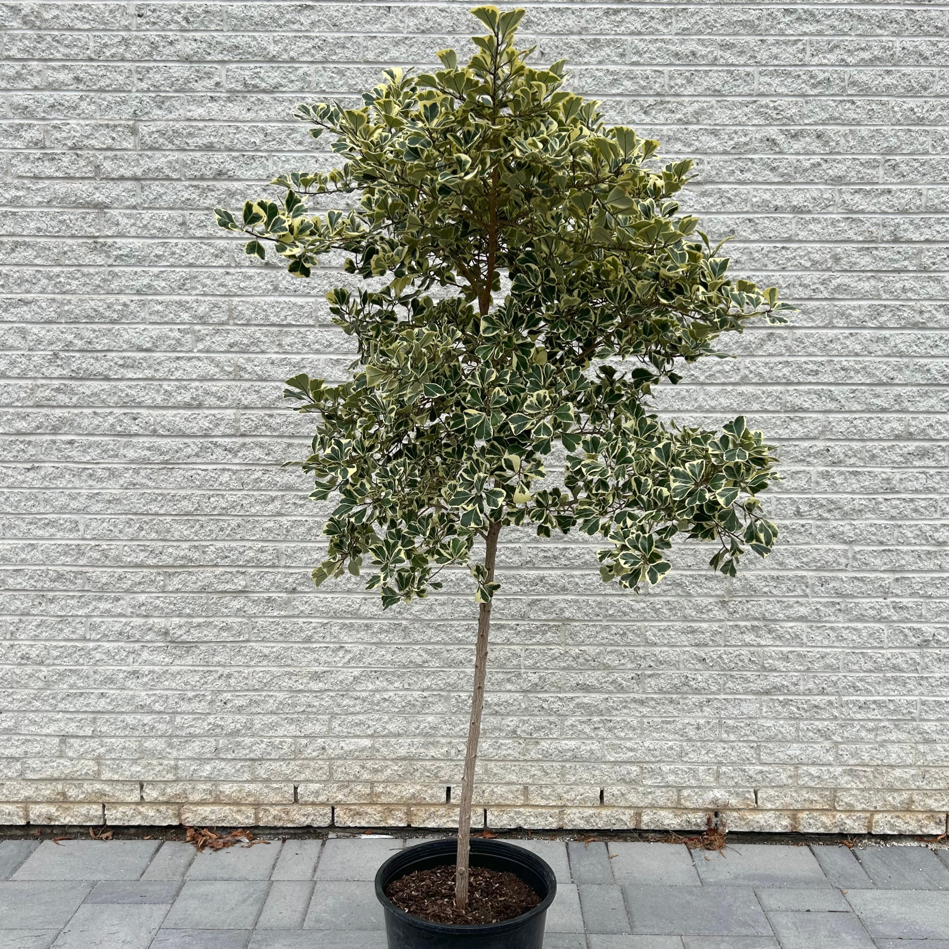Ficus Triangularis Tree approximately 6 +feet tall in 14”pot