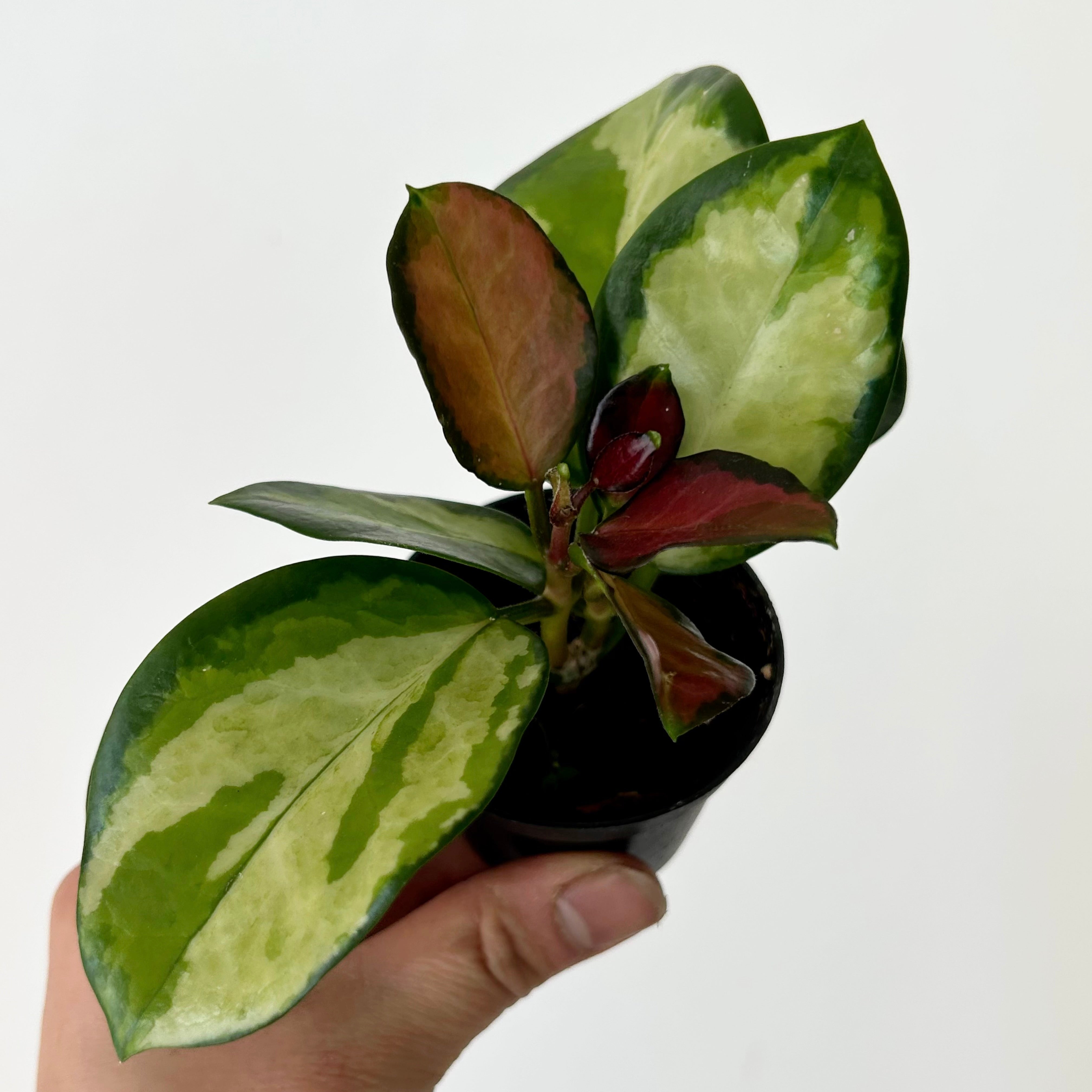 Hoya Australis “Lisa” 2.5”pot