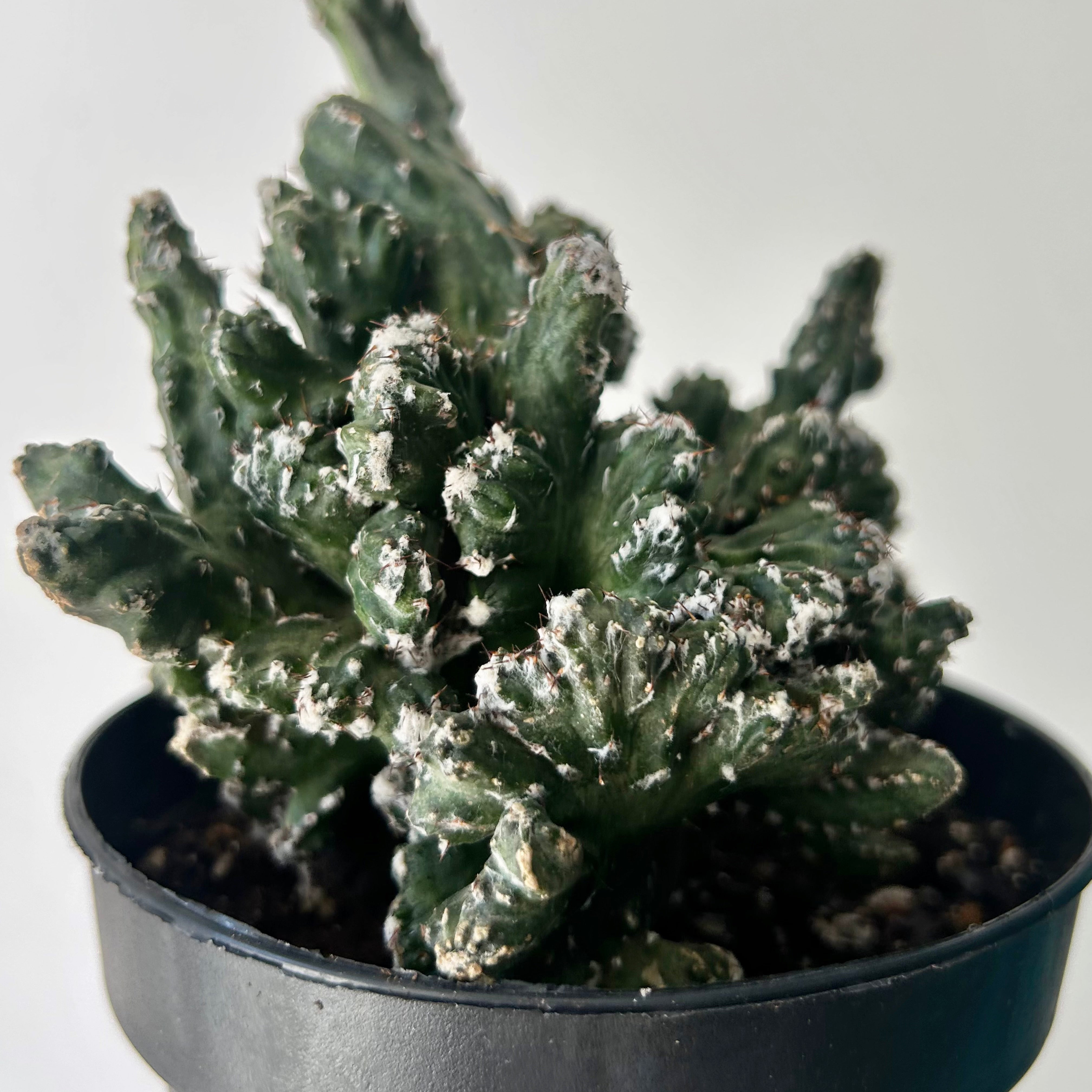 Crested Cereus spegazzinii 5”pot