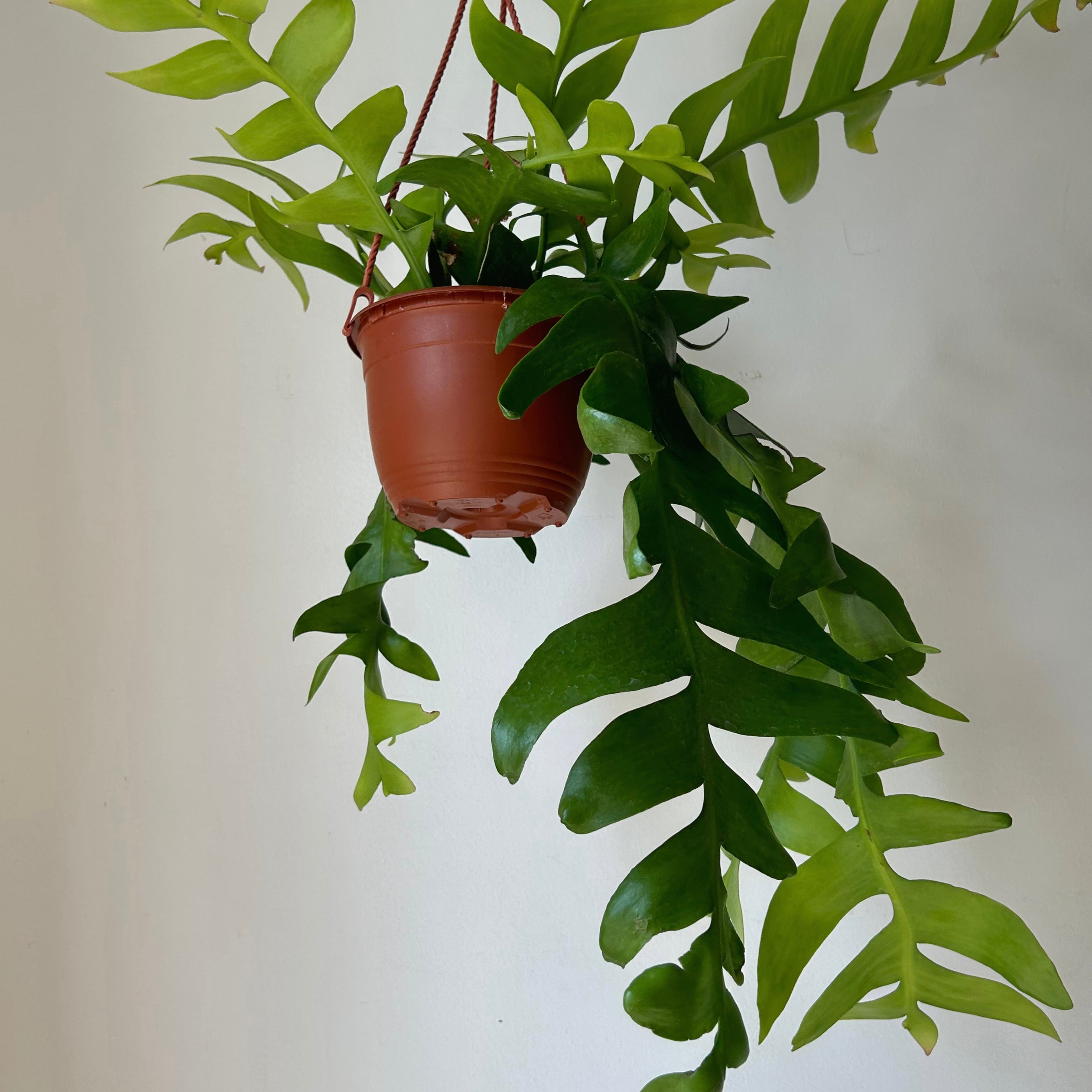 Fernleaf Orchid Cactus (selenicereus chrysocardium ) 6”hanging basket