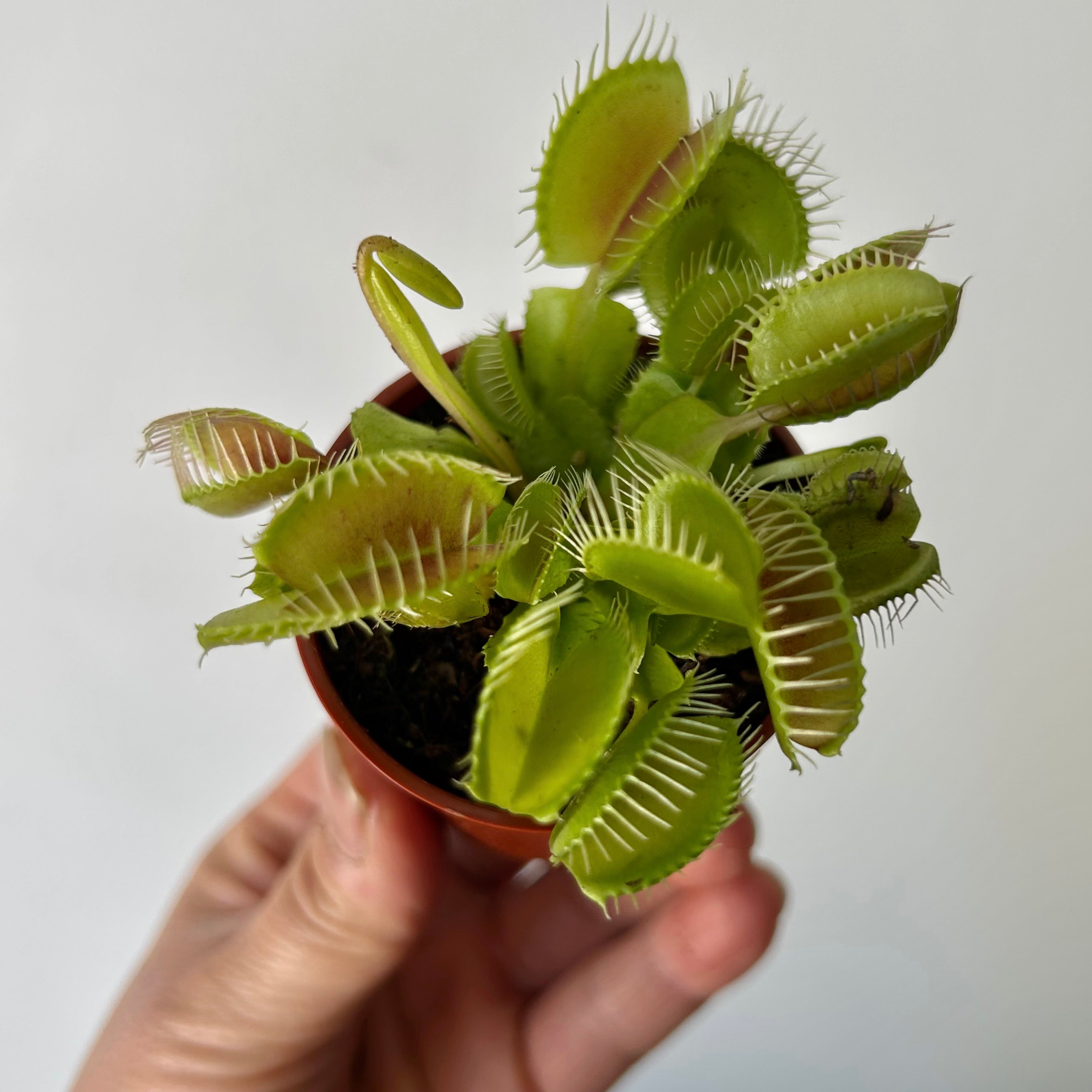 Venus Fly Trap 2.25”pot