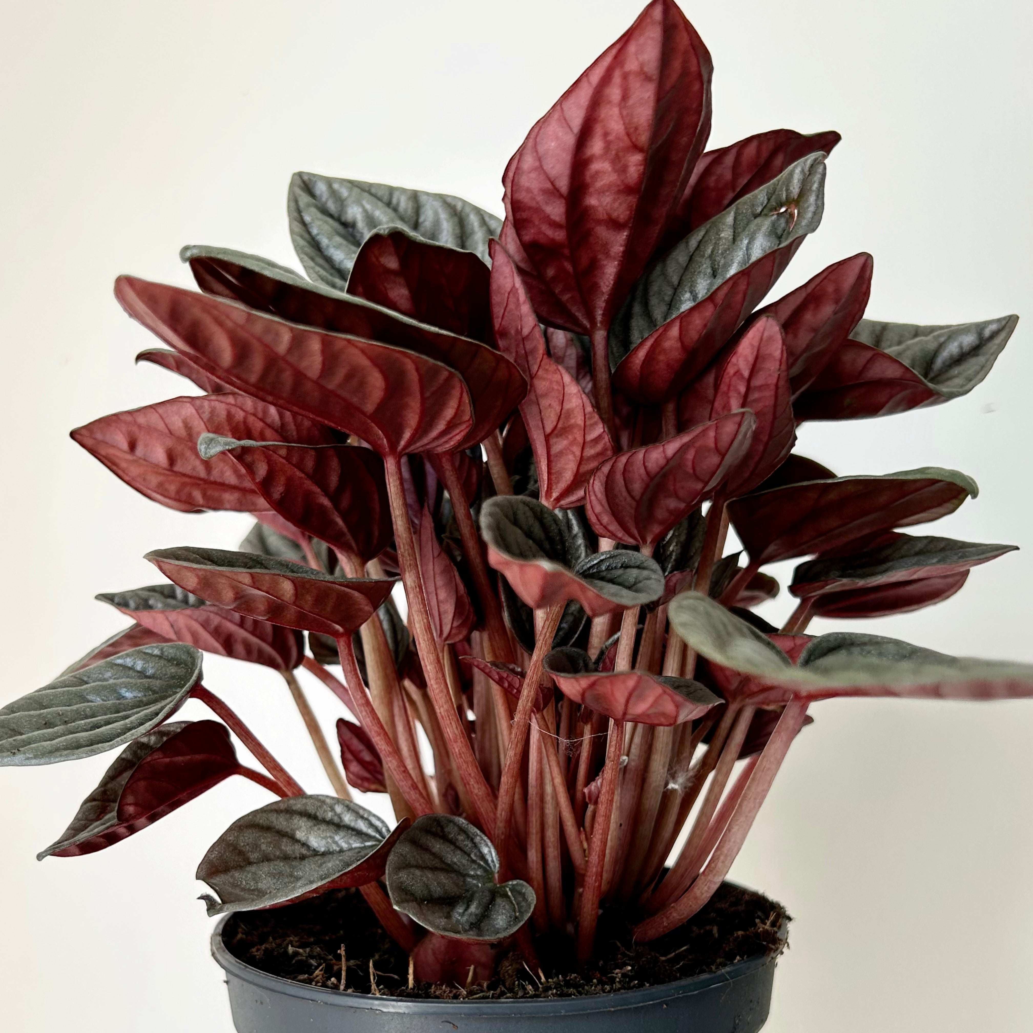 Peperomia caperata “Montevideo” 5” pot