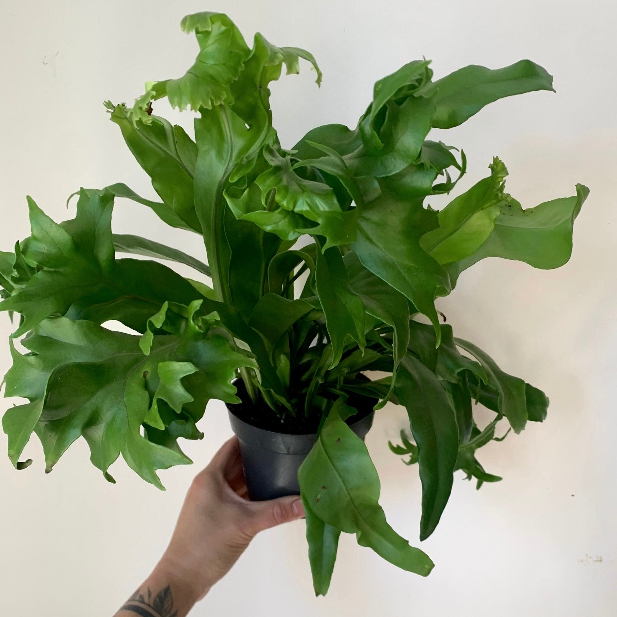 Fern “Green Flame” 5” pot