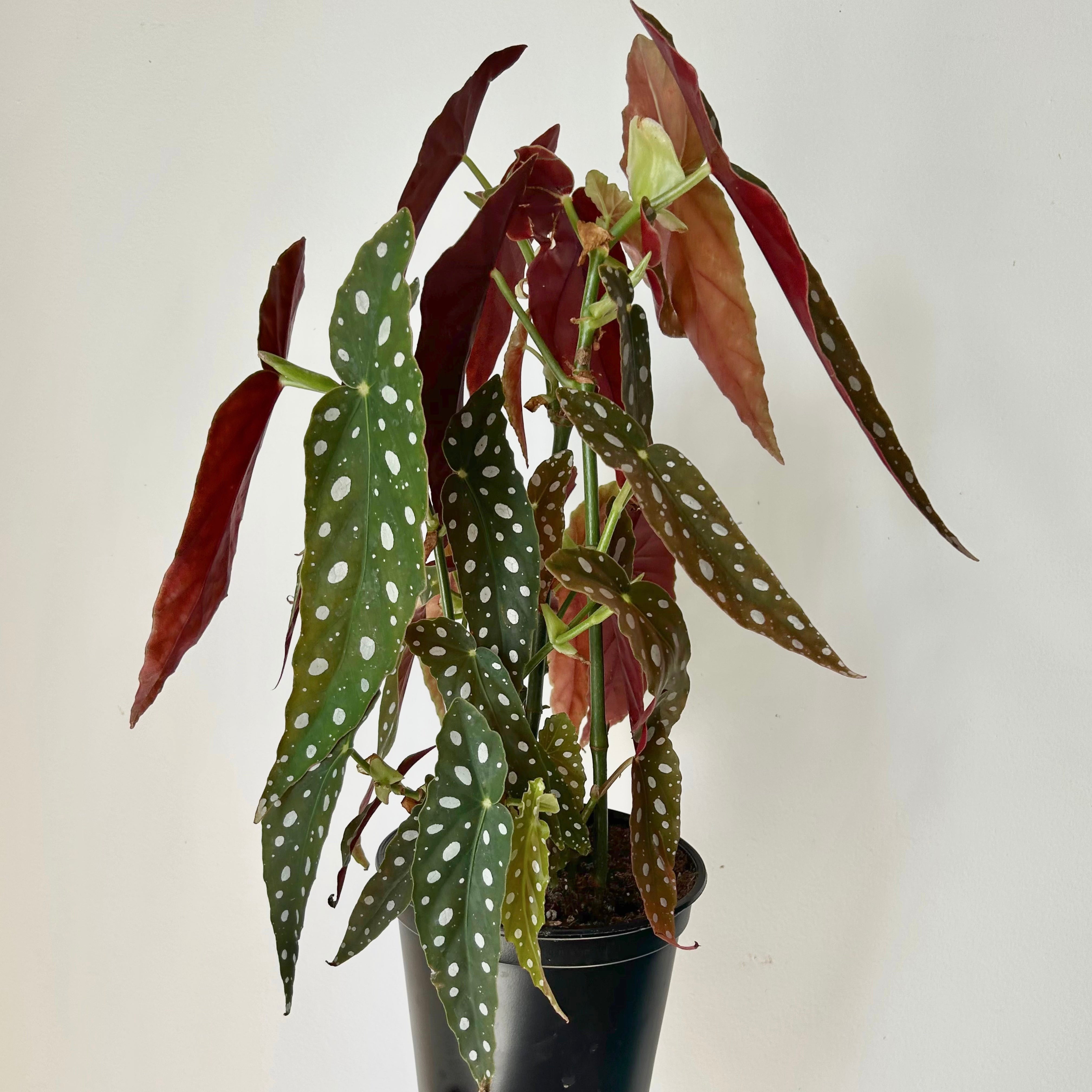 Polka Dot Begonia (maculata) 4" pot