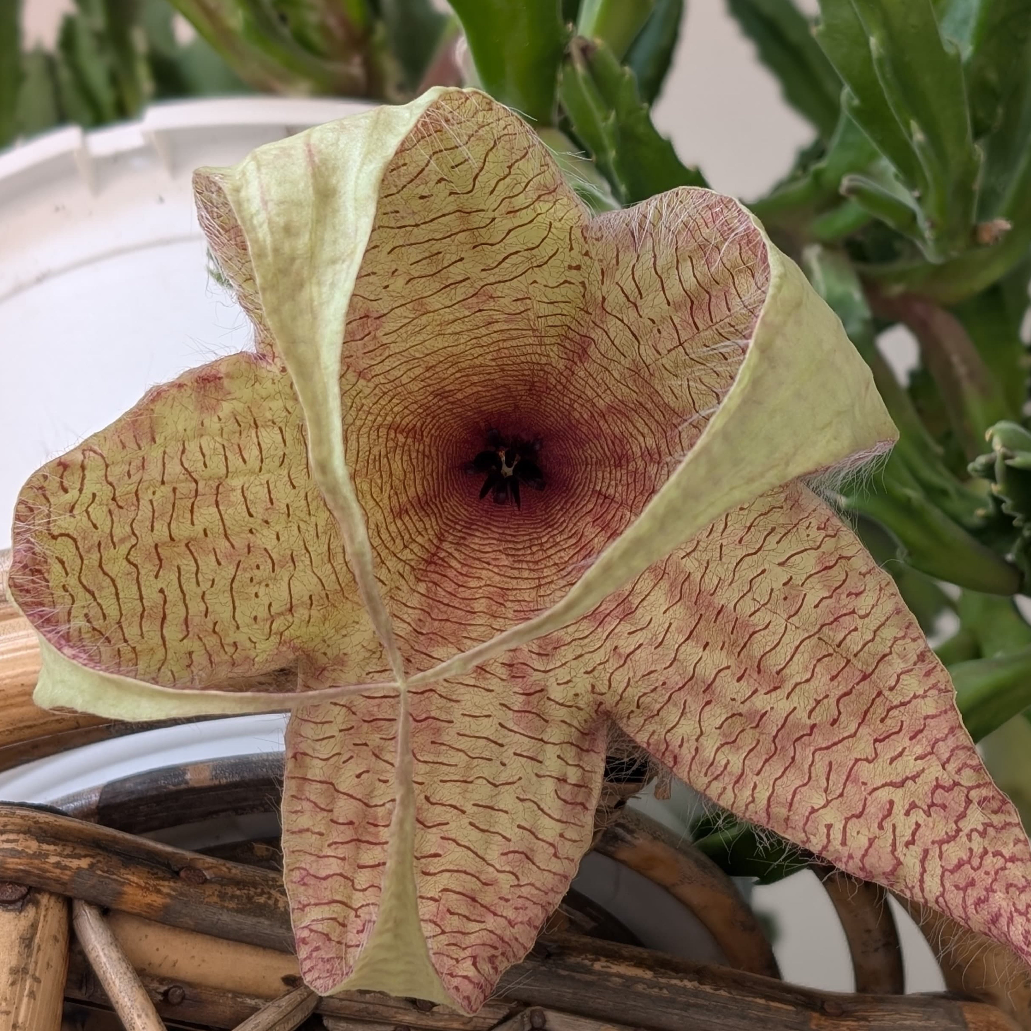Stapelia gigantea 10”hanging basket