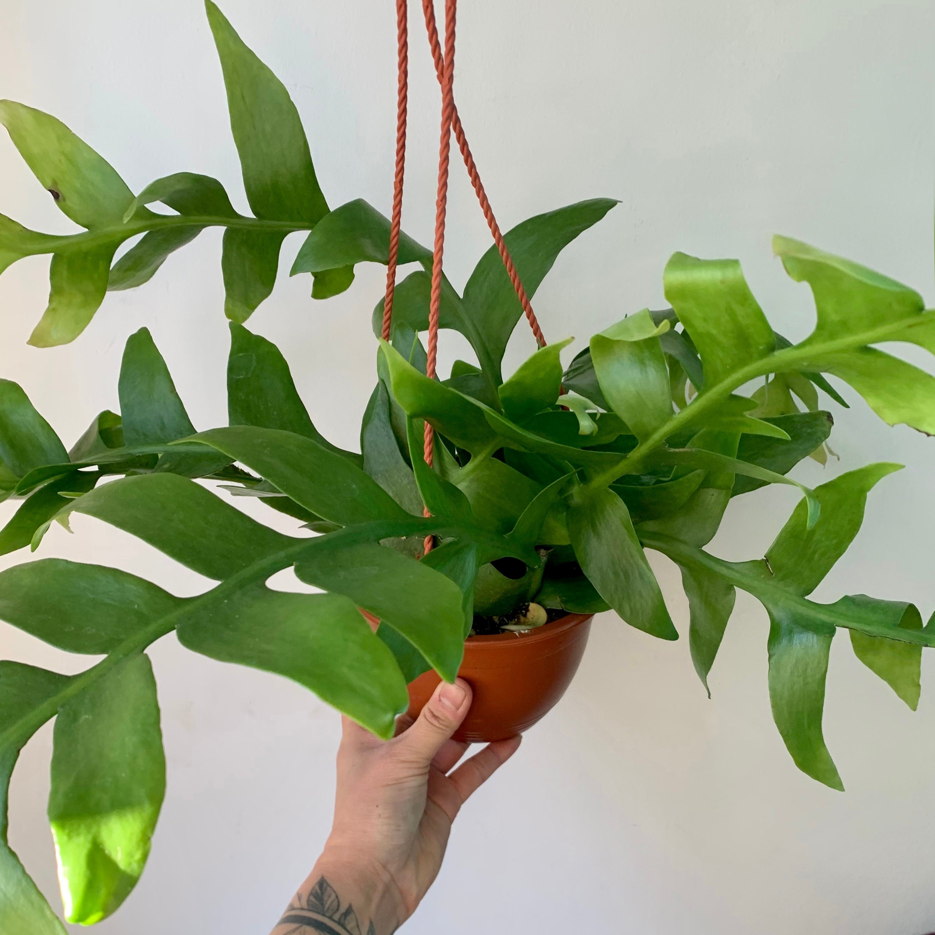 Fernleaf Cactus (Selenicereus chrysocardium )6” hanging basket