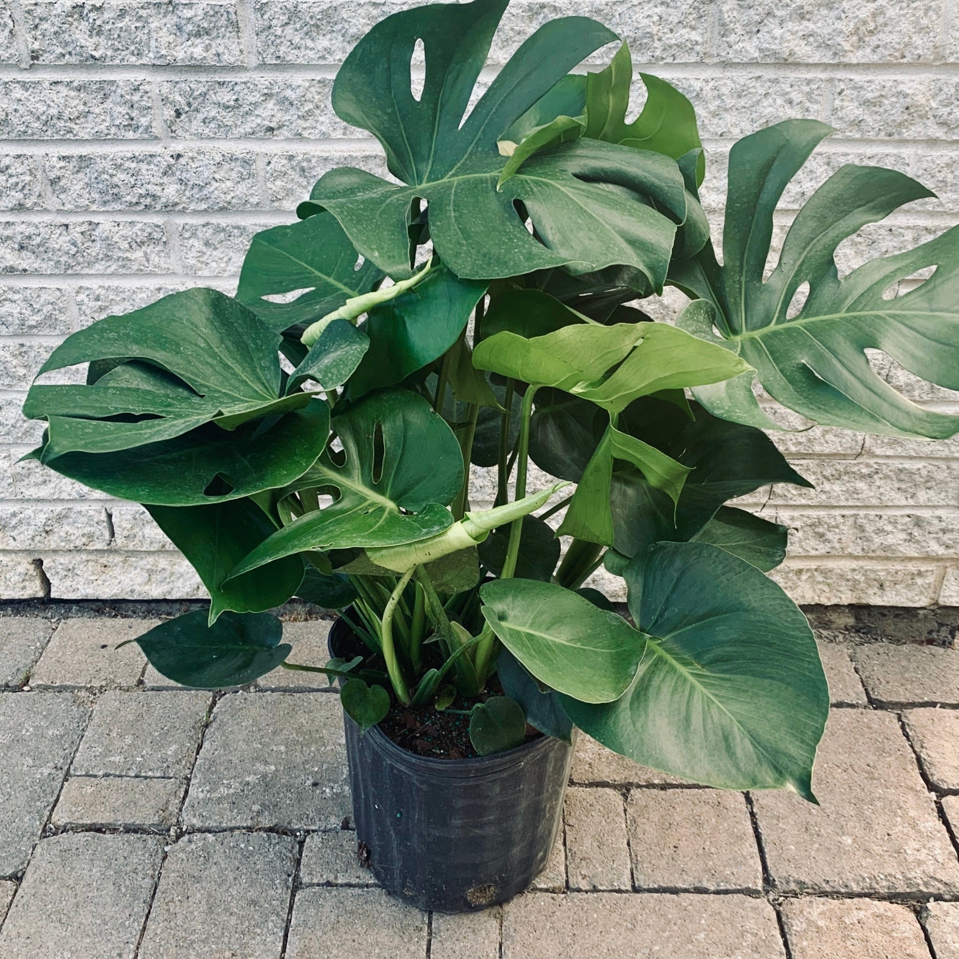 Monstera Deliciosa approximately 3ft tall in 8” pot