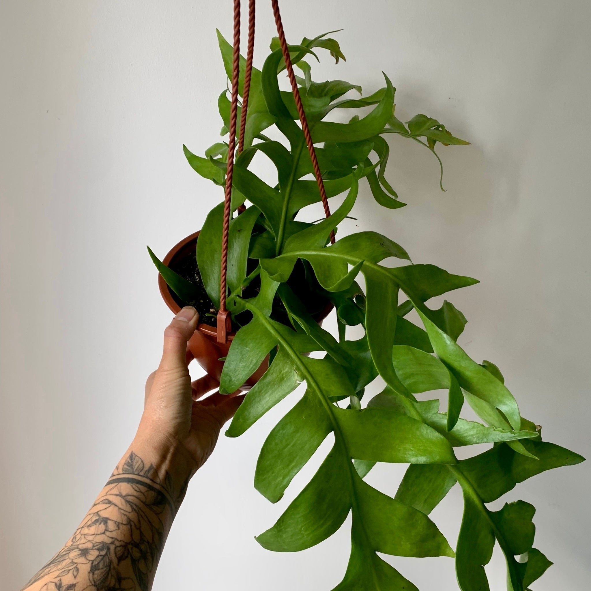 Fernleaf Orchid Cactus (selenicereus chrysocardium ) 6”hanging basket