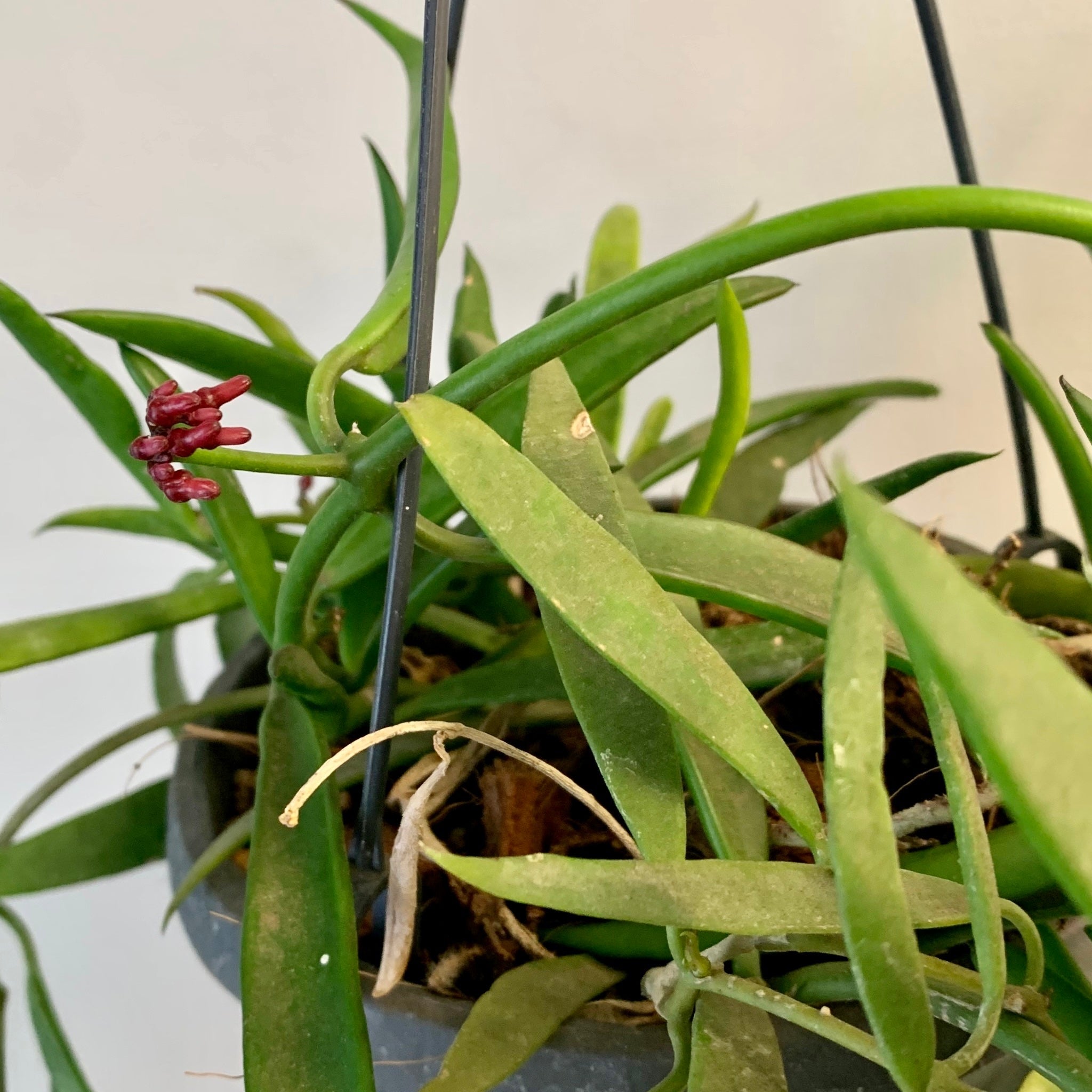 Dischidia parasitica “Philippines”
2.5” pot