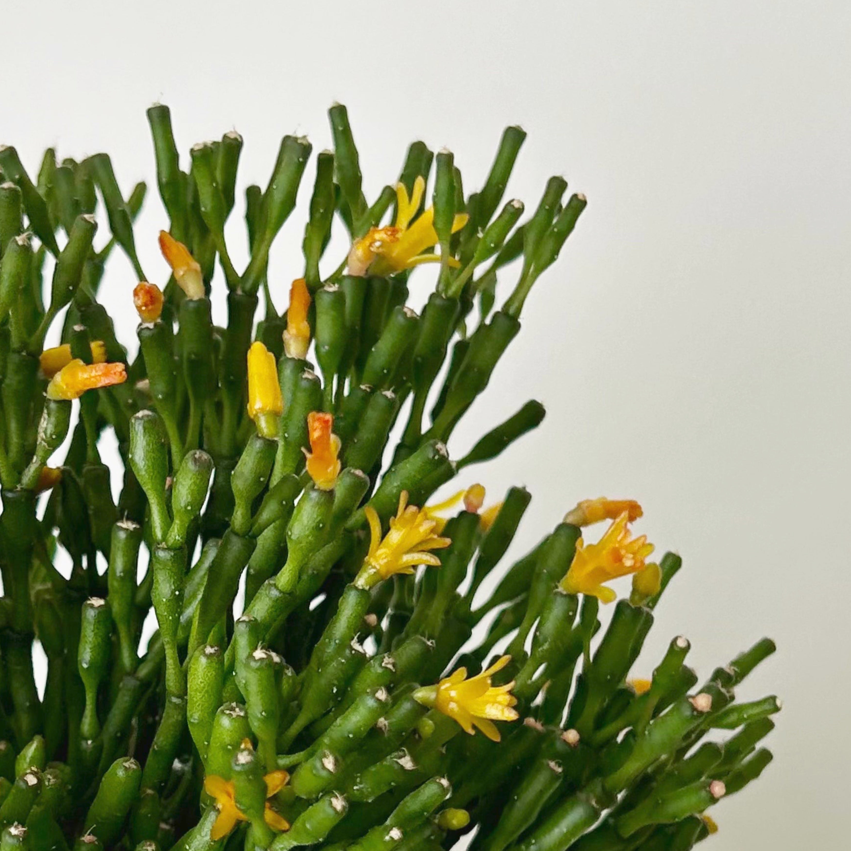 Bottle Cactus (Hatiora salicornioides ) 6” hanging basket