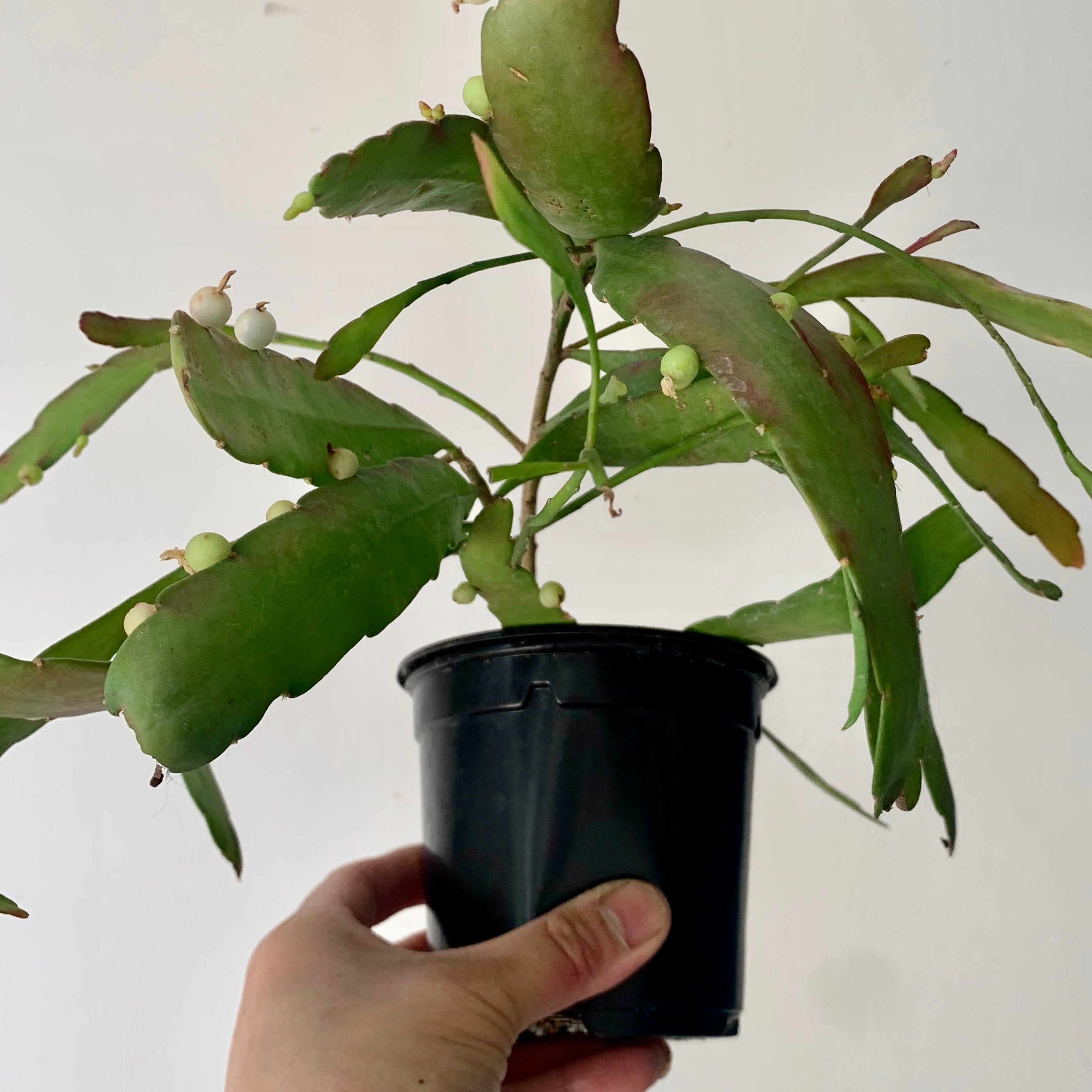 Red Rhipsalis (Pseudorhipsalis Ramulosa) 4” pot