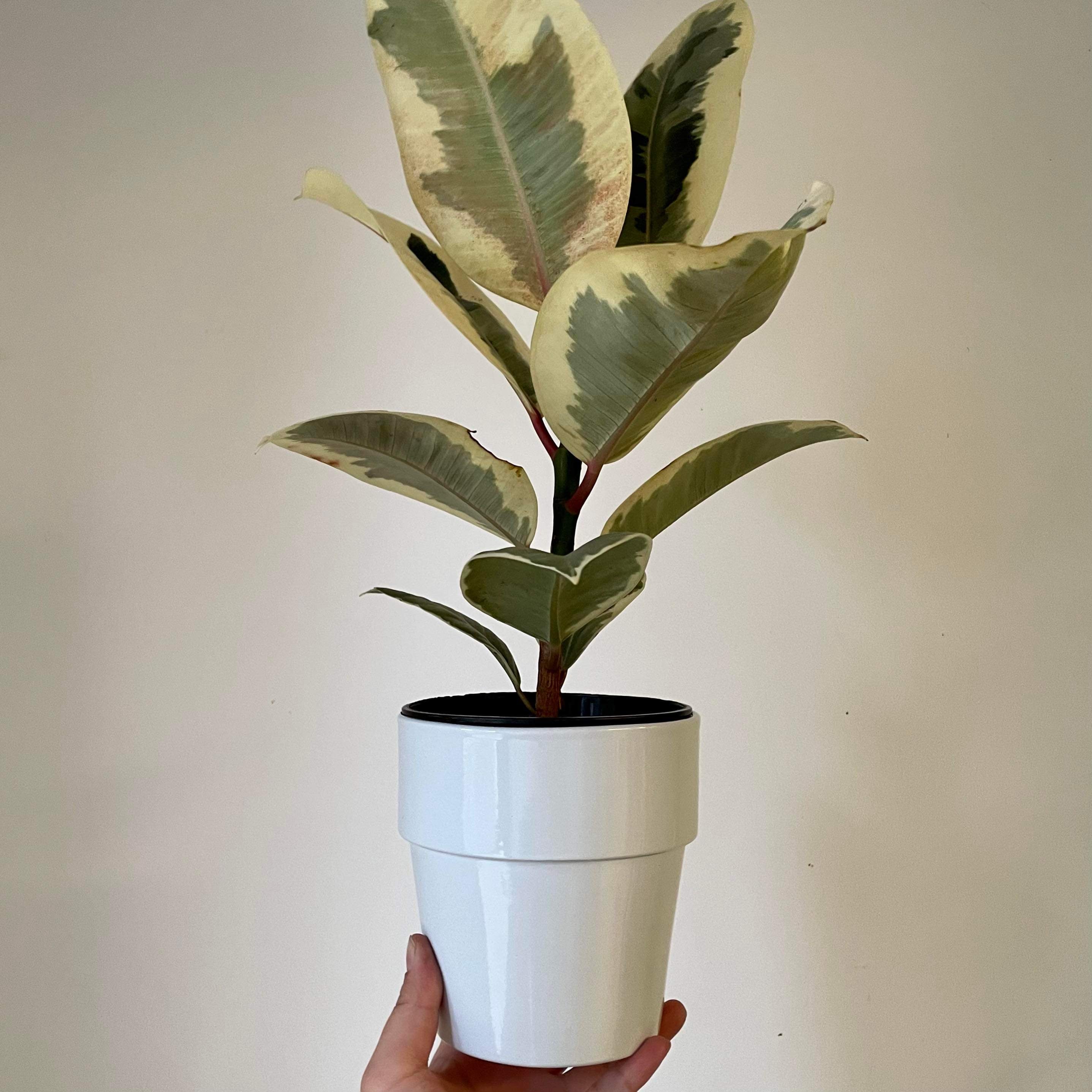 BAILEY Decorative Cover Pot 5”X5” (available in TWO colours)