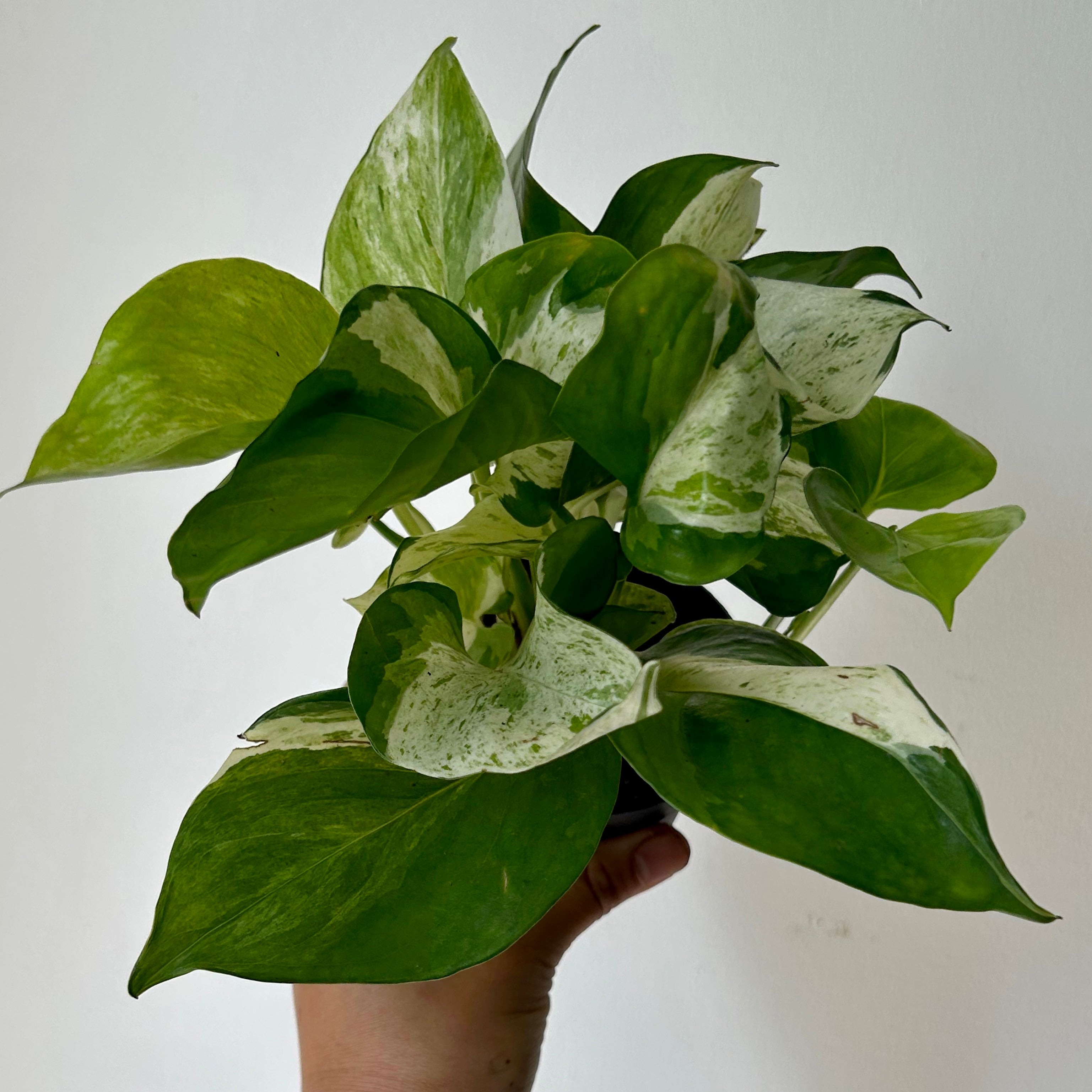 Manjula Pothos 3.5”pot