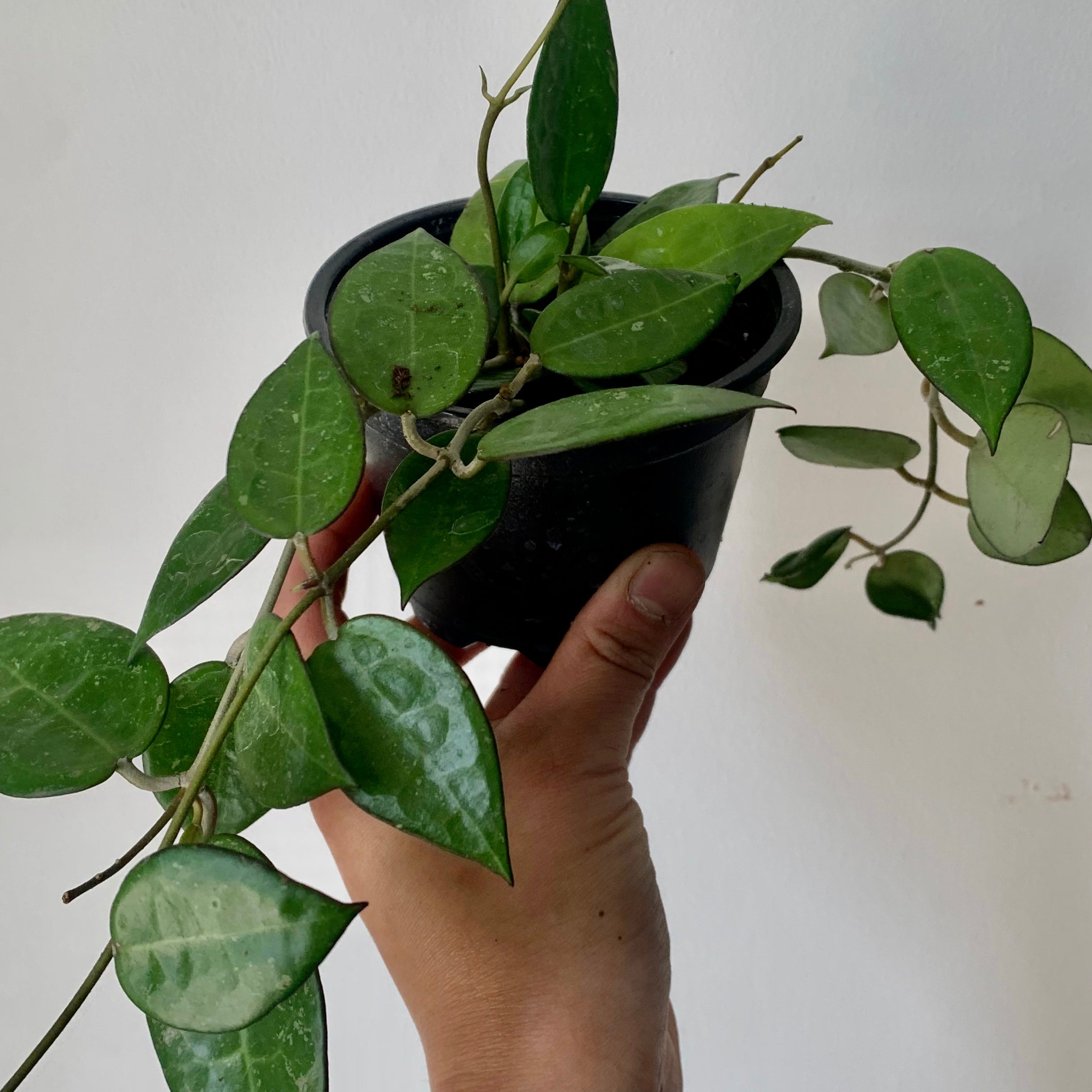Hoya verticillata "Black Margin" (formerly H. parasitica) 4" pot