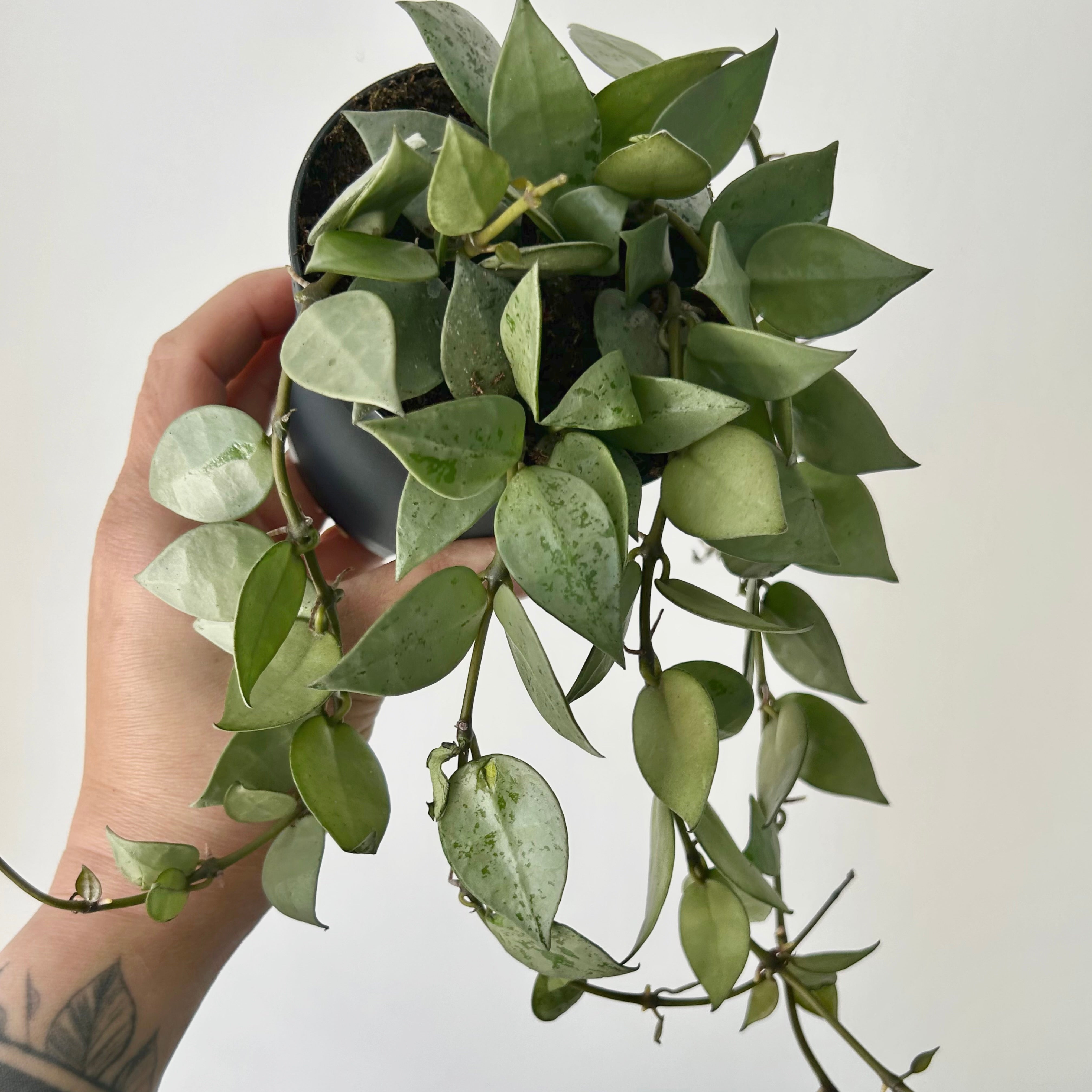 Hoya Krohniana Silver 3.5”pot
