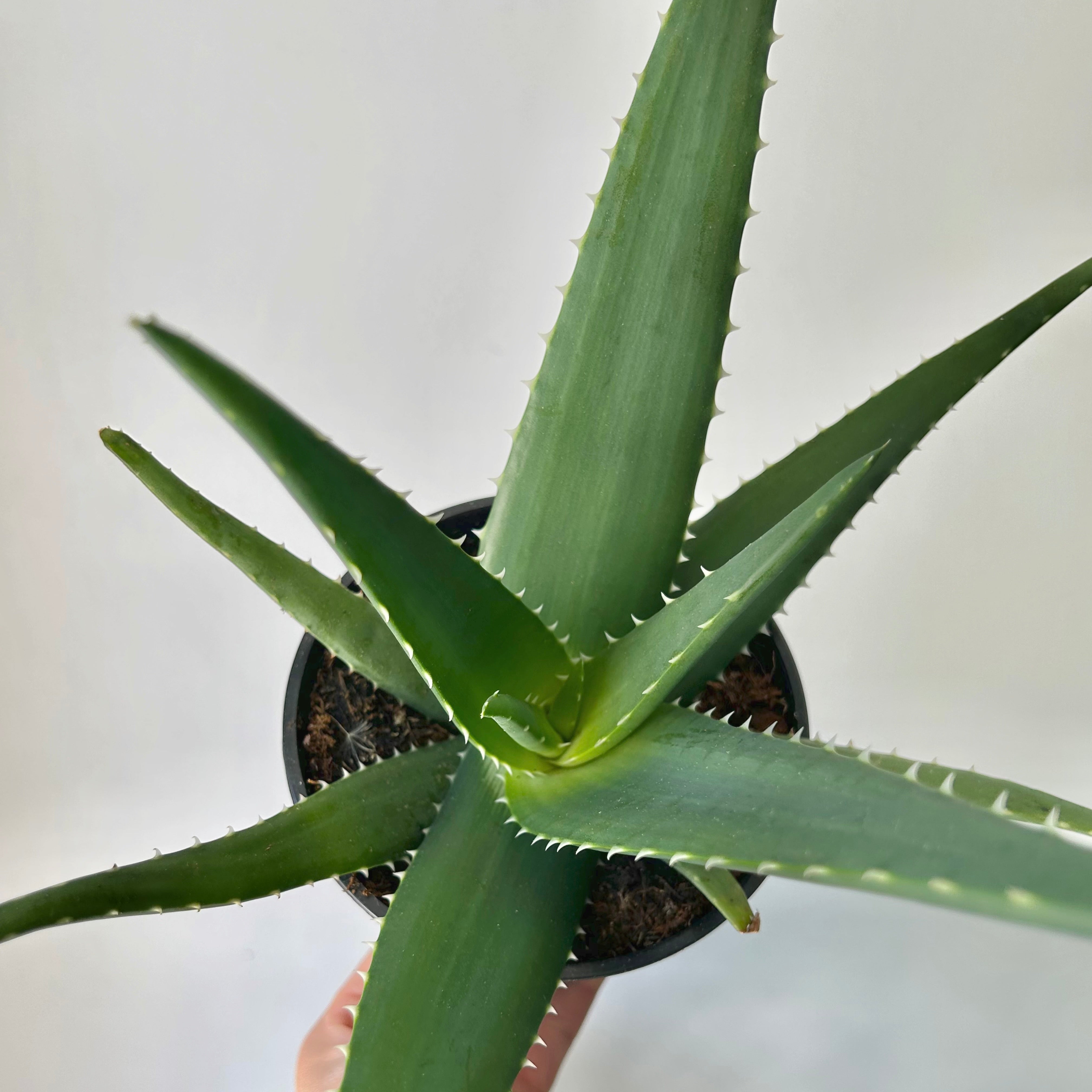 Aloe medivera 5”pot