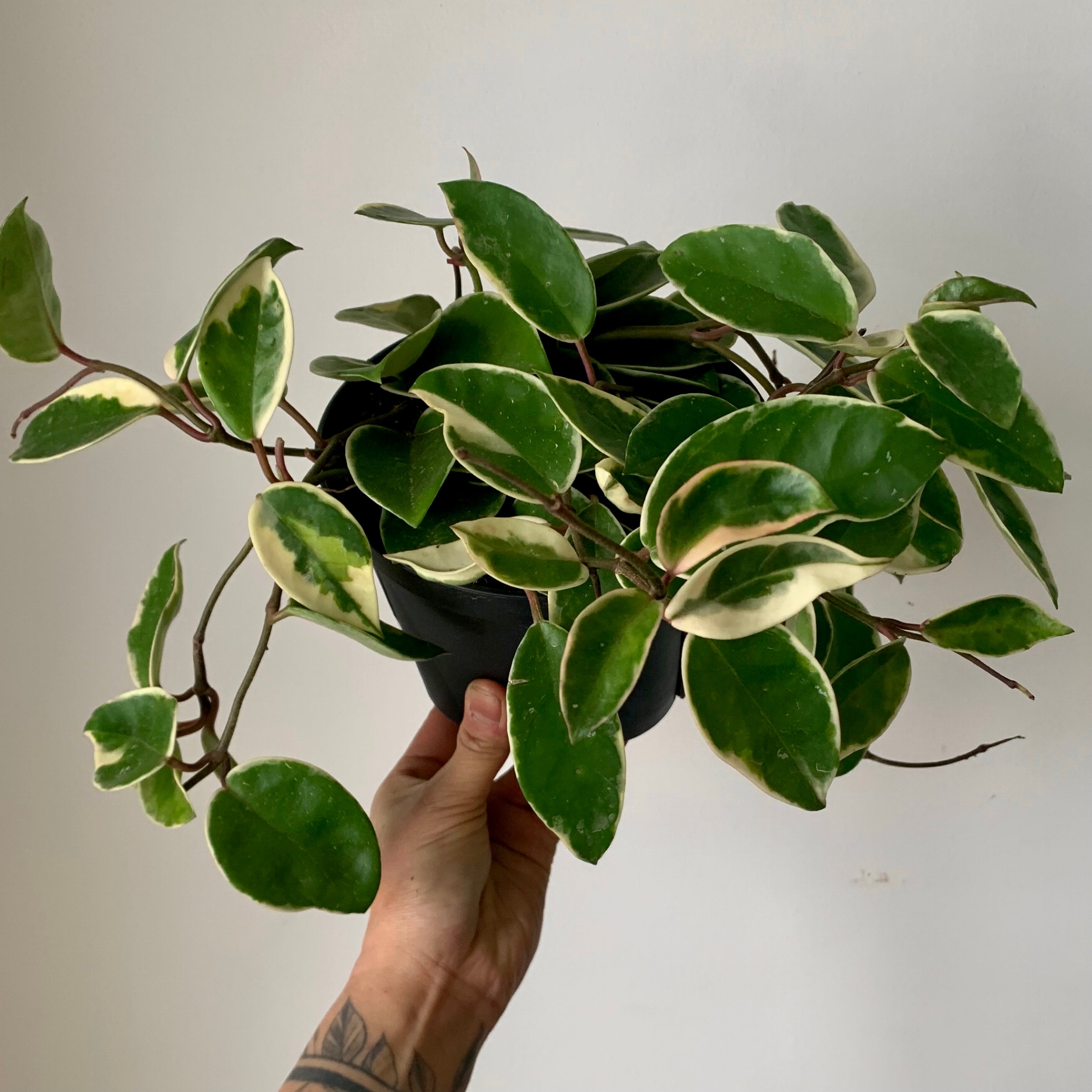Hoya Krimson Queen 6” hanging basket