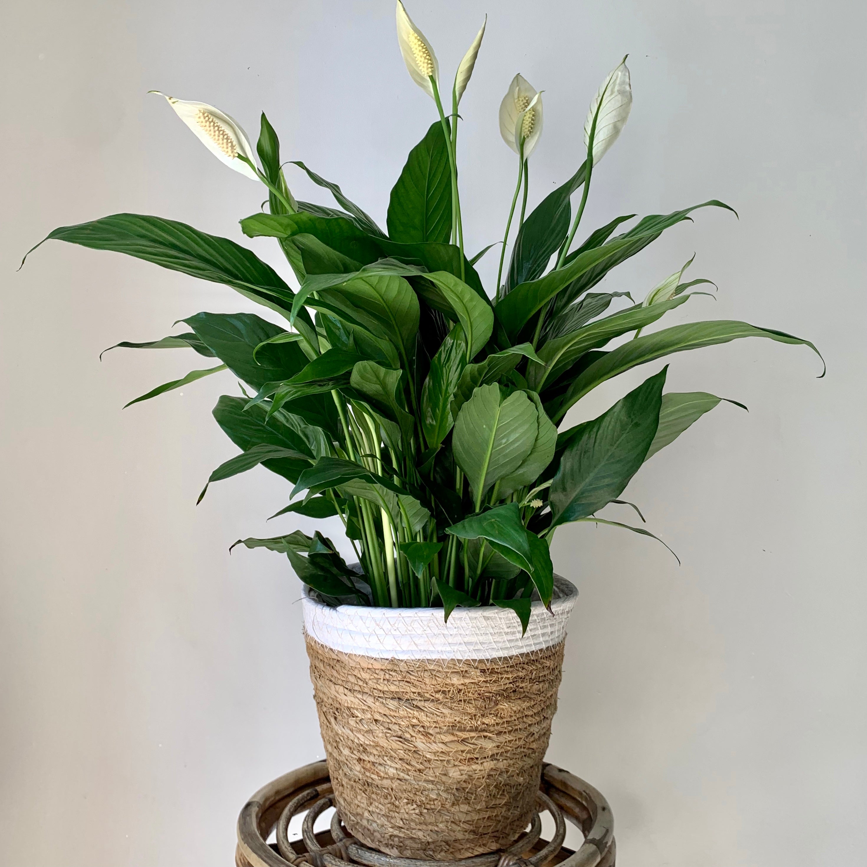 Peace Lily (Spathiphyllum) approximately 18 inches tall tall in 6" pot