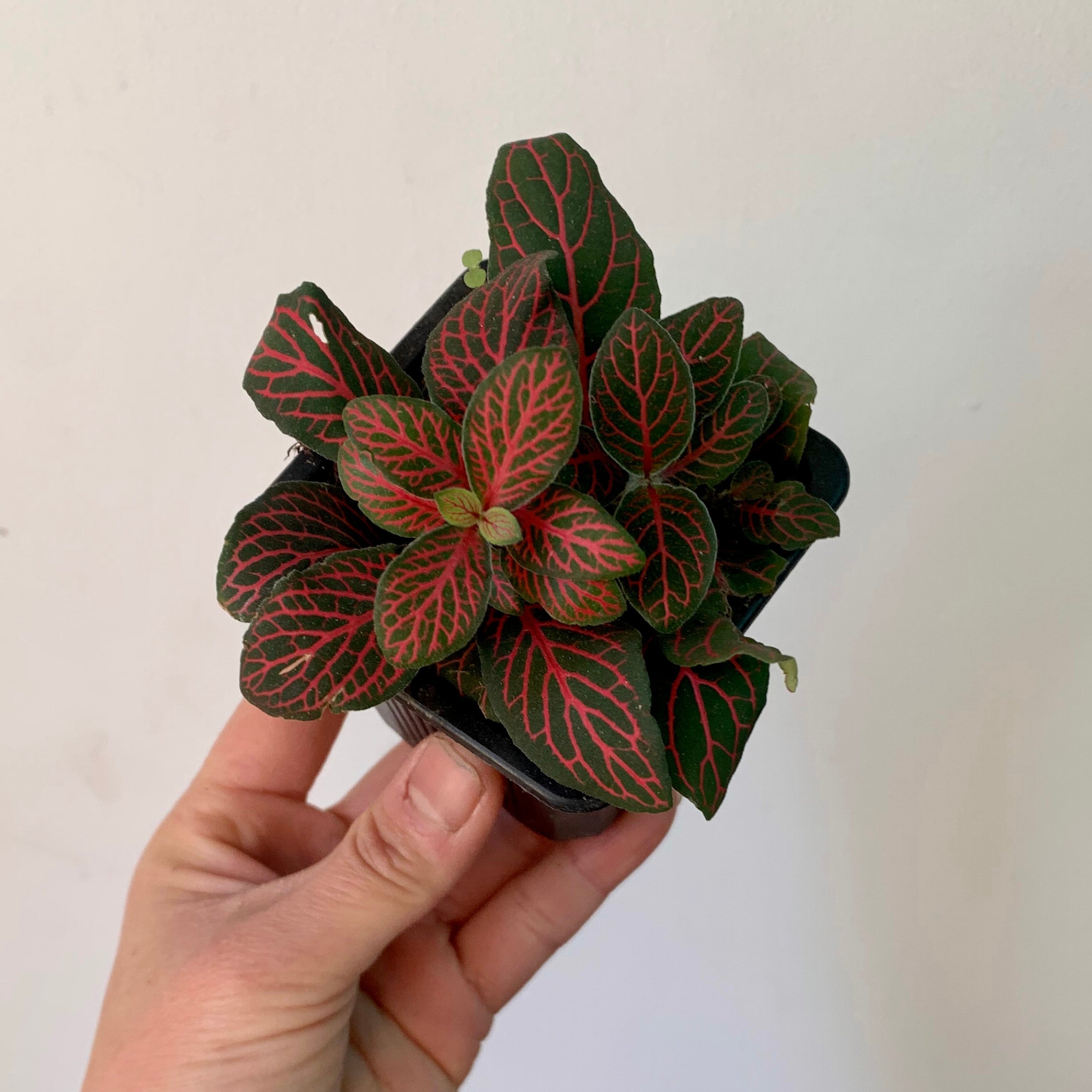 Red Nerve Plant (Fittonia) 2.5”pot