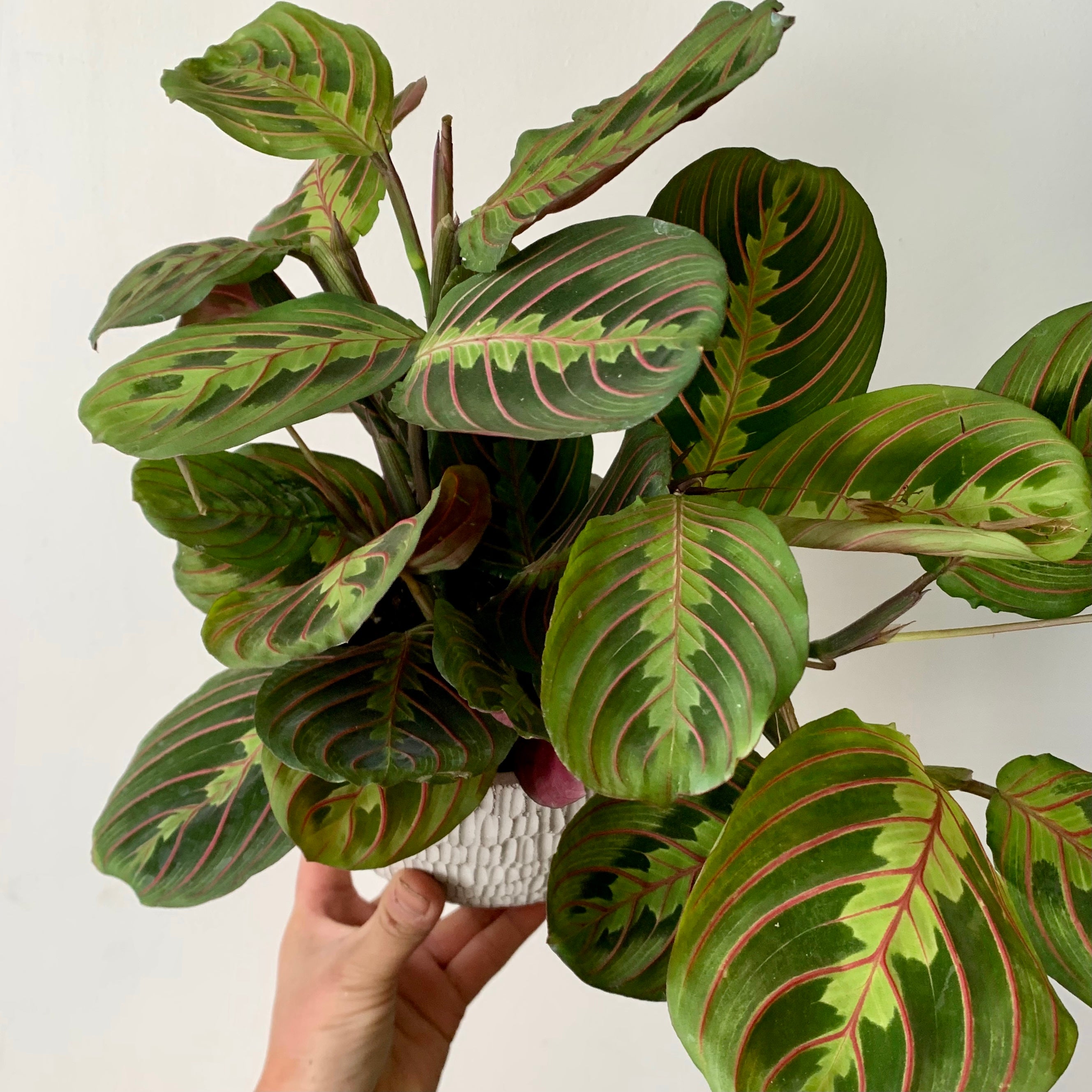 Red Prayer Plant (Maranta Leuconeura) 5” pot