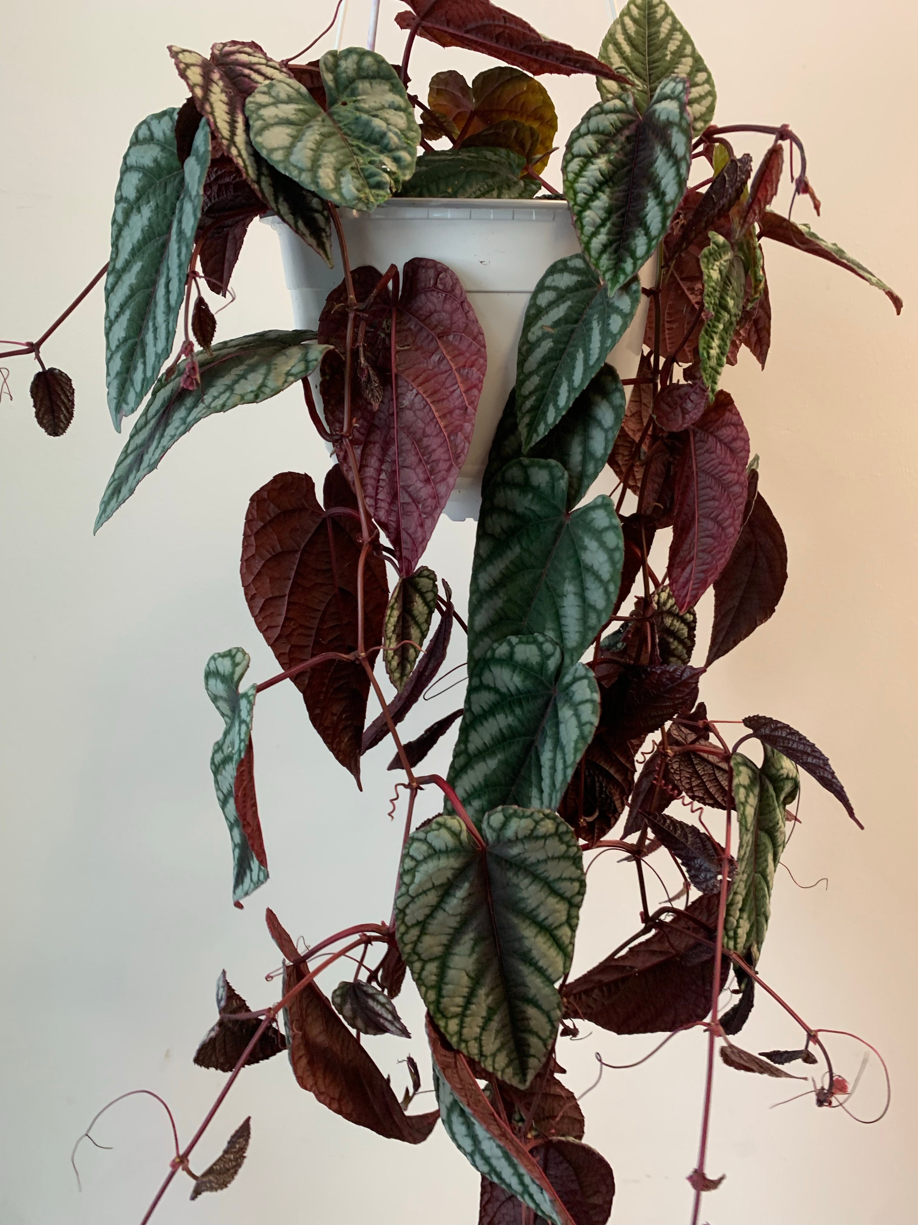 Rex Begonia vine (Cissus Discolour) 8” hanging basket
