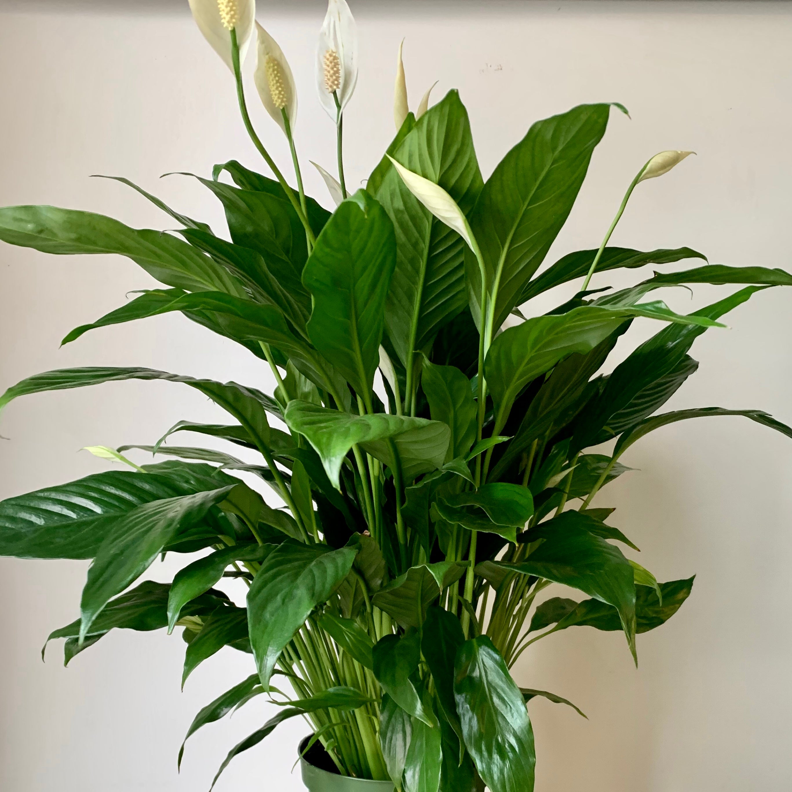 Peace Lily (Spathiphyllum) approximately 18 inches tall tall in 6" pot