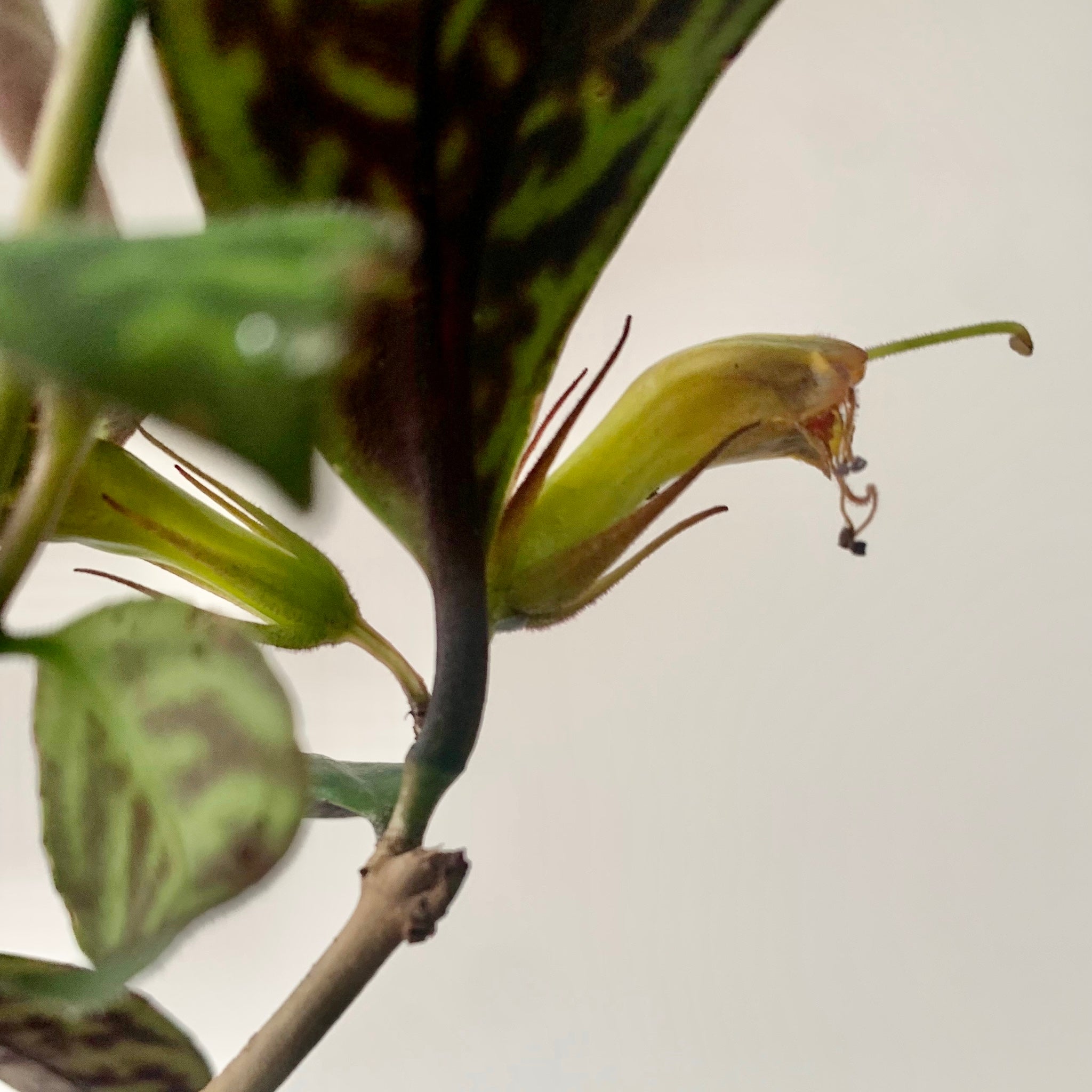 Black Pagoda Lipstick Vine (Aeschynanthus Longicaulis) 8" hanging basket