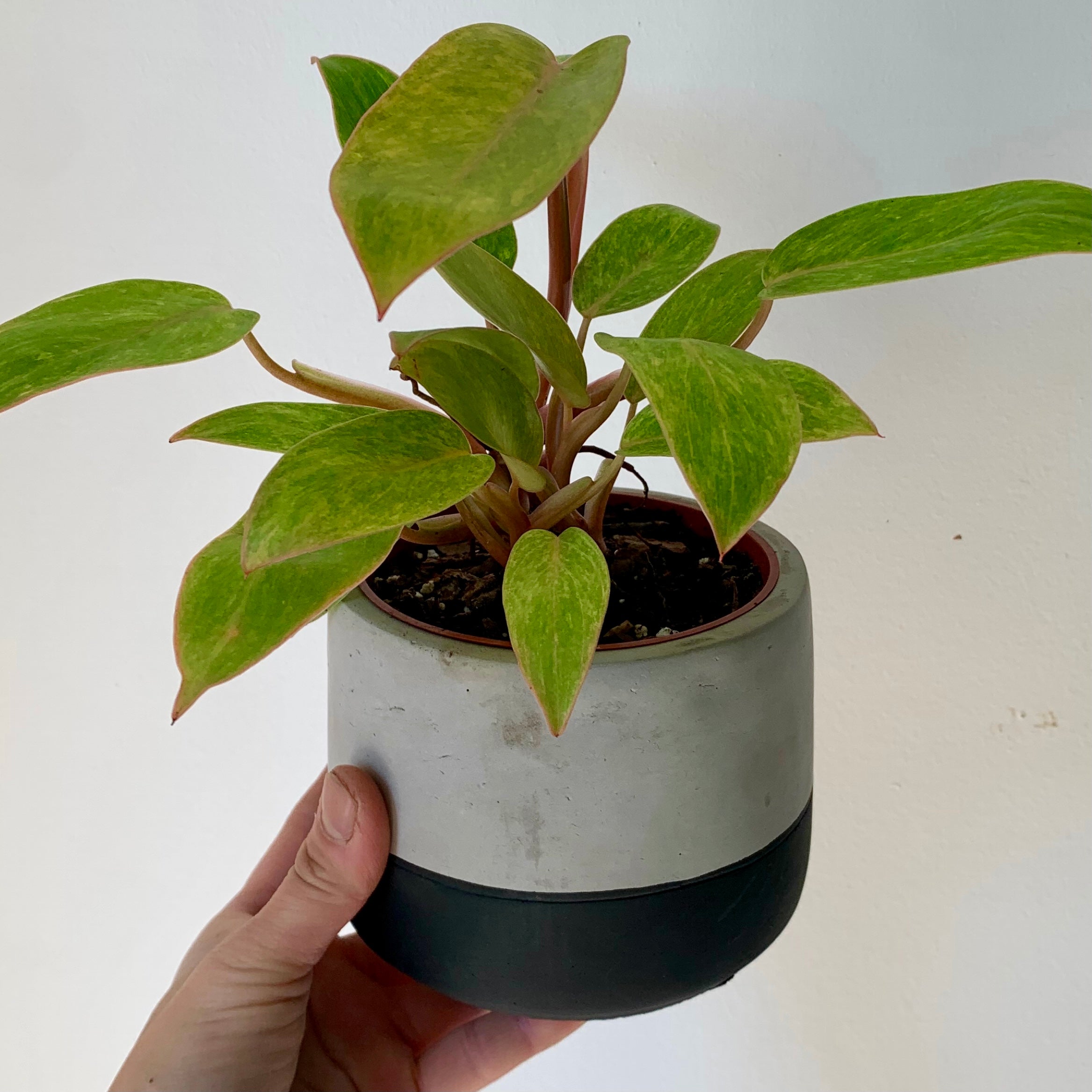 Philodendron "Painted Lady" 3.5”pot