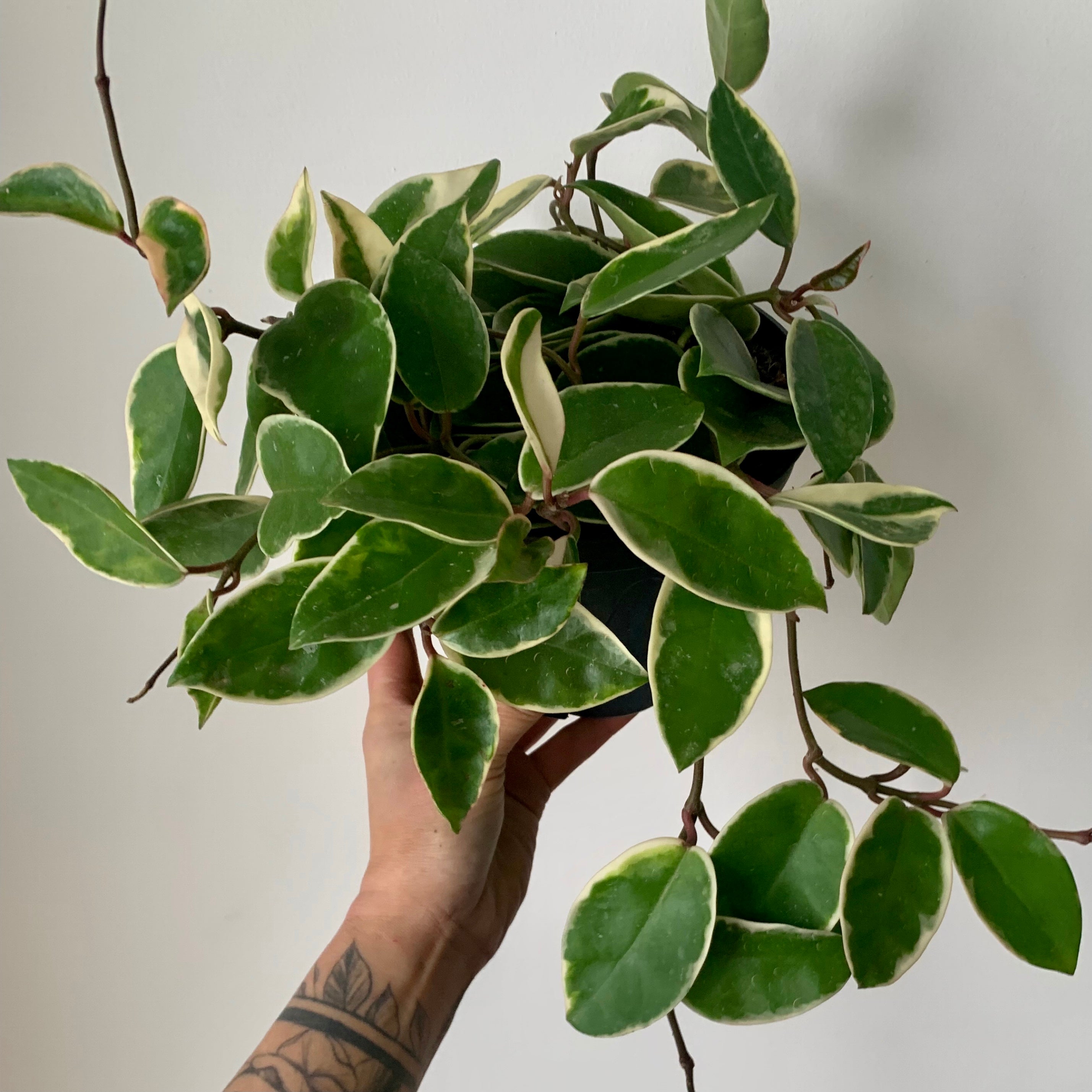 Hoya Krimson Queen 6” hanging basket