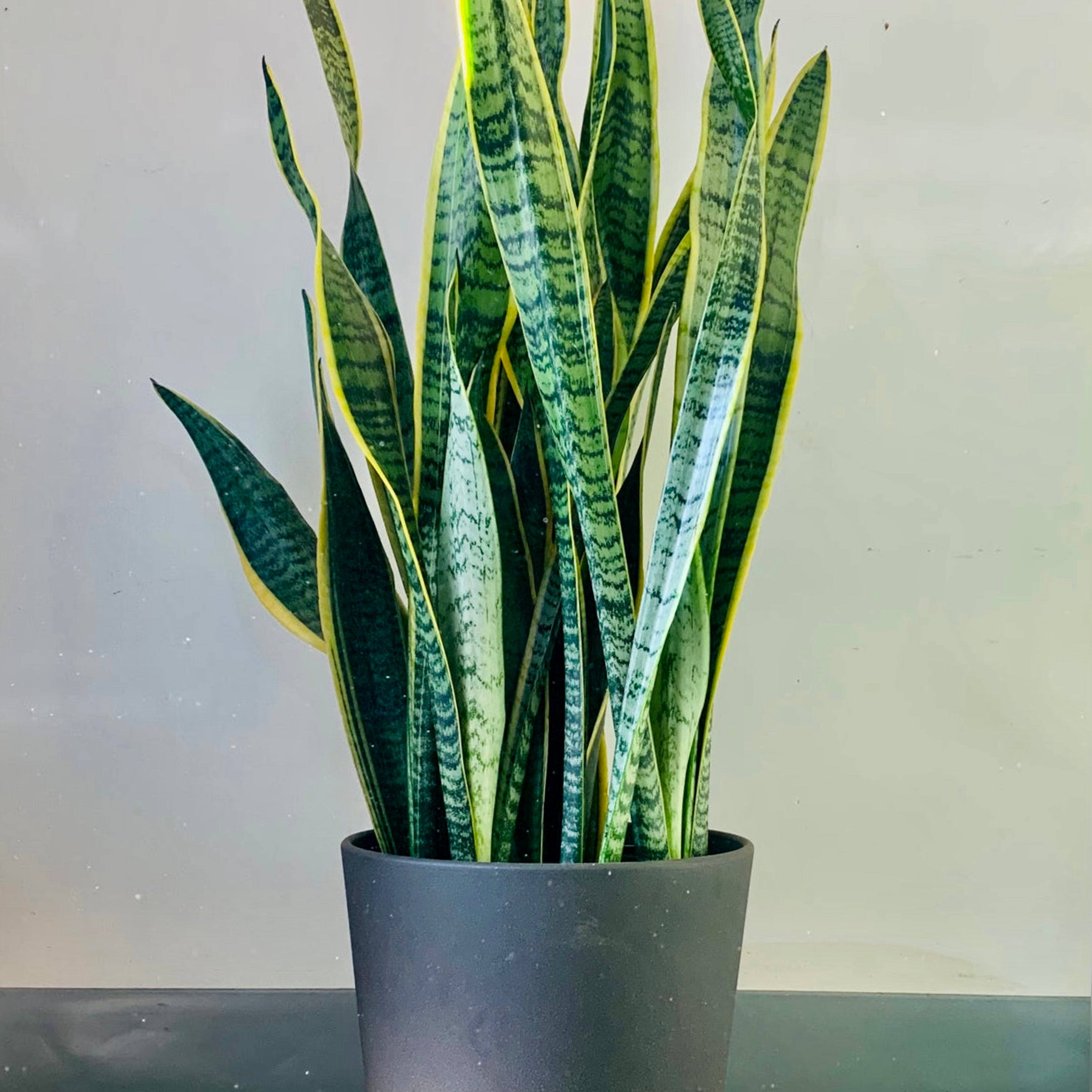 Sansevieria Laurentii approximately 3ft ft tall in 10”pot