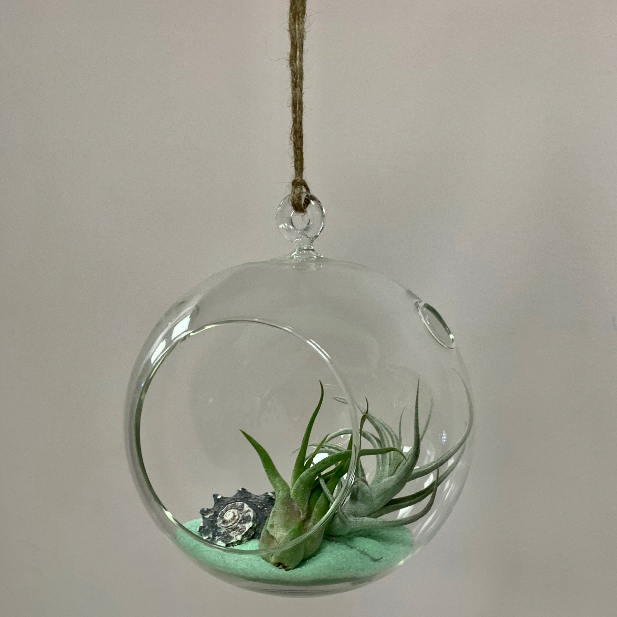 Sphere Glass Terrarium (5.5”X5.5”)