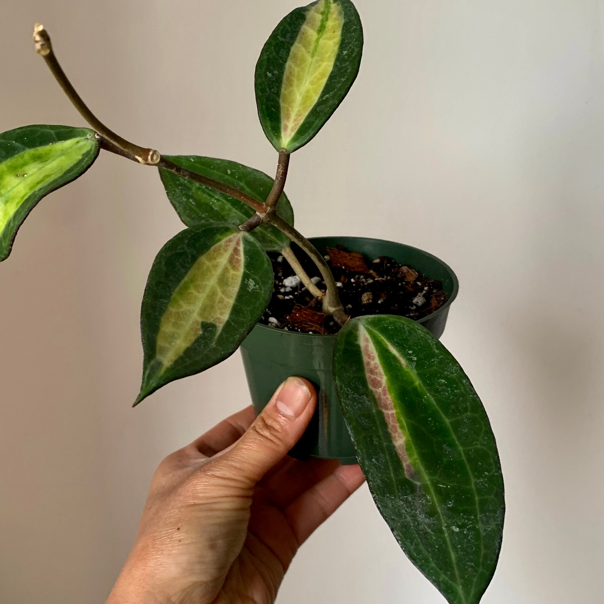 Hoya Latifolia “Pot of Gold” 4”pot