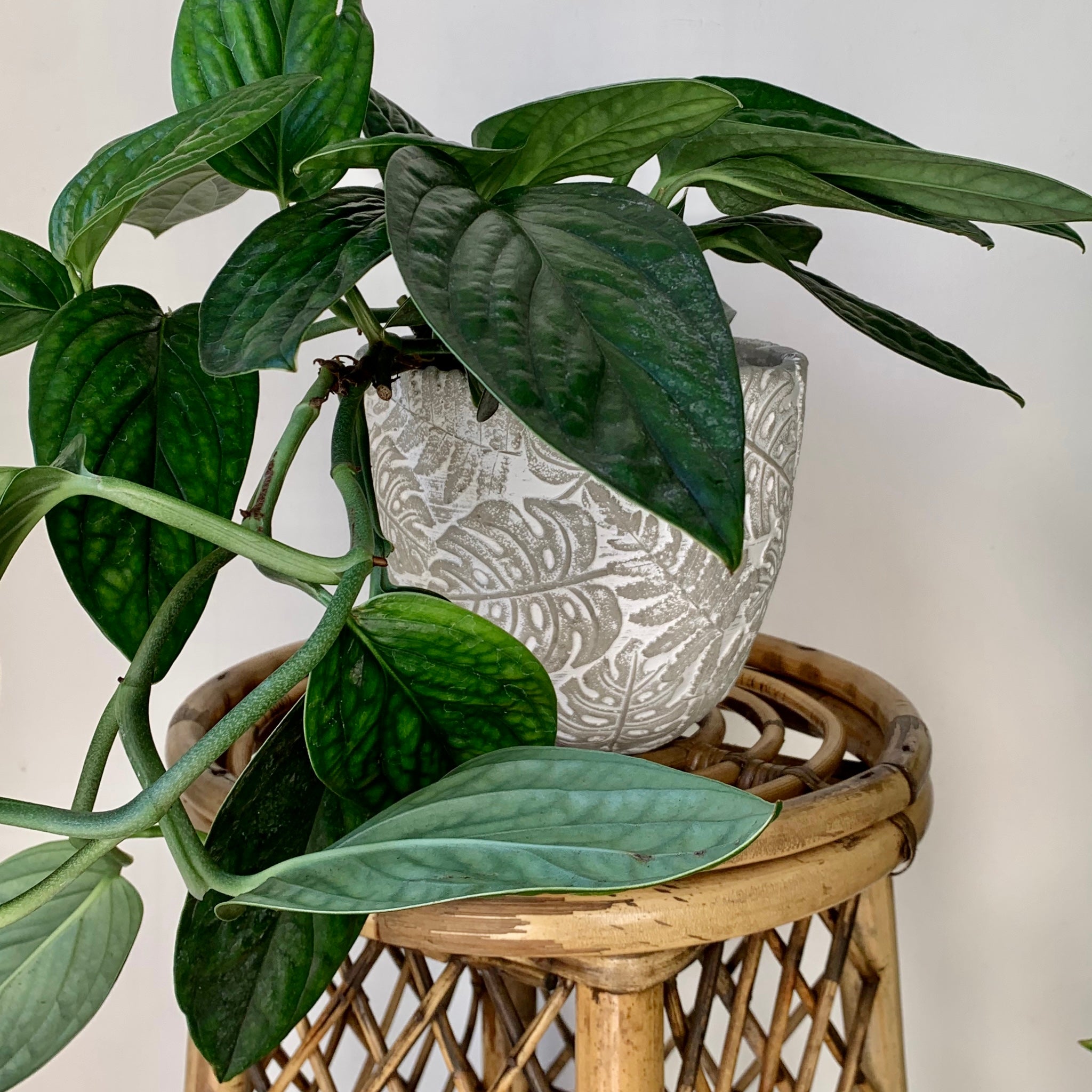 Monstera Peru ( Karstenianum)6” pot
