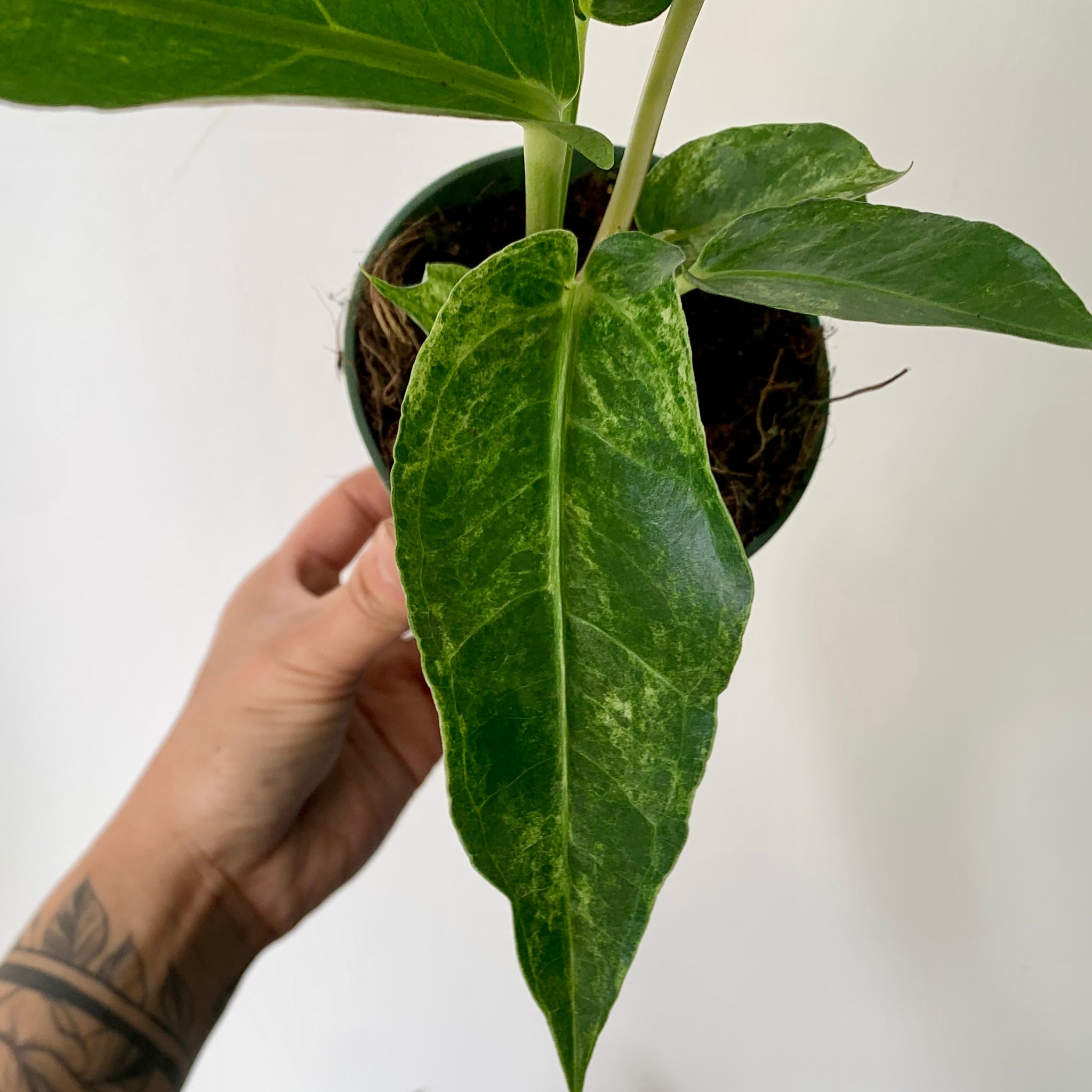 Variegated Birdnest Anthurium (Hookeri) 3.5”pot