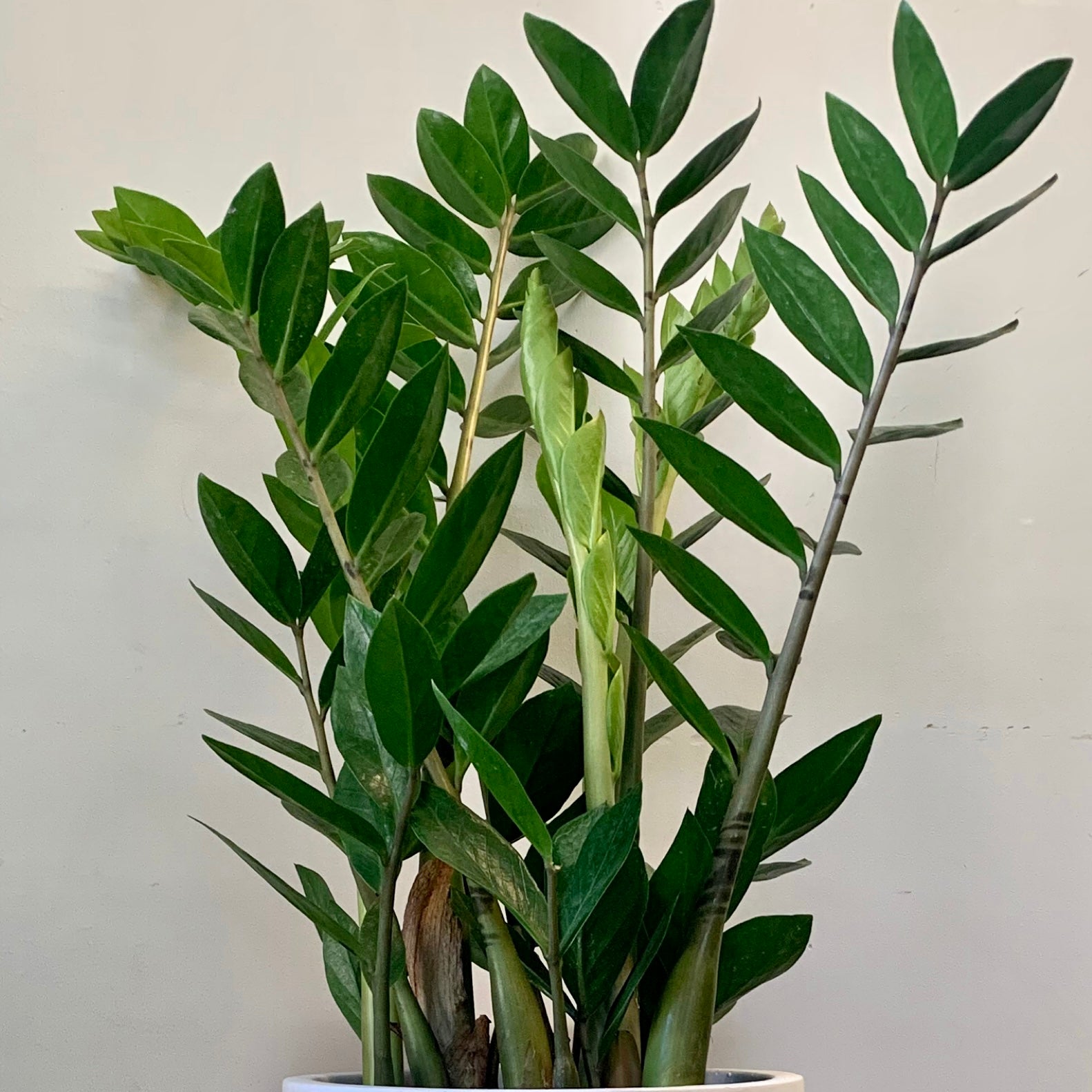 ZZ Plant (Zamioculcas Zamiifolia) 6”pot