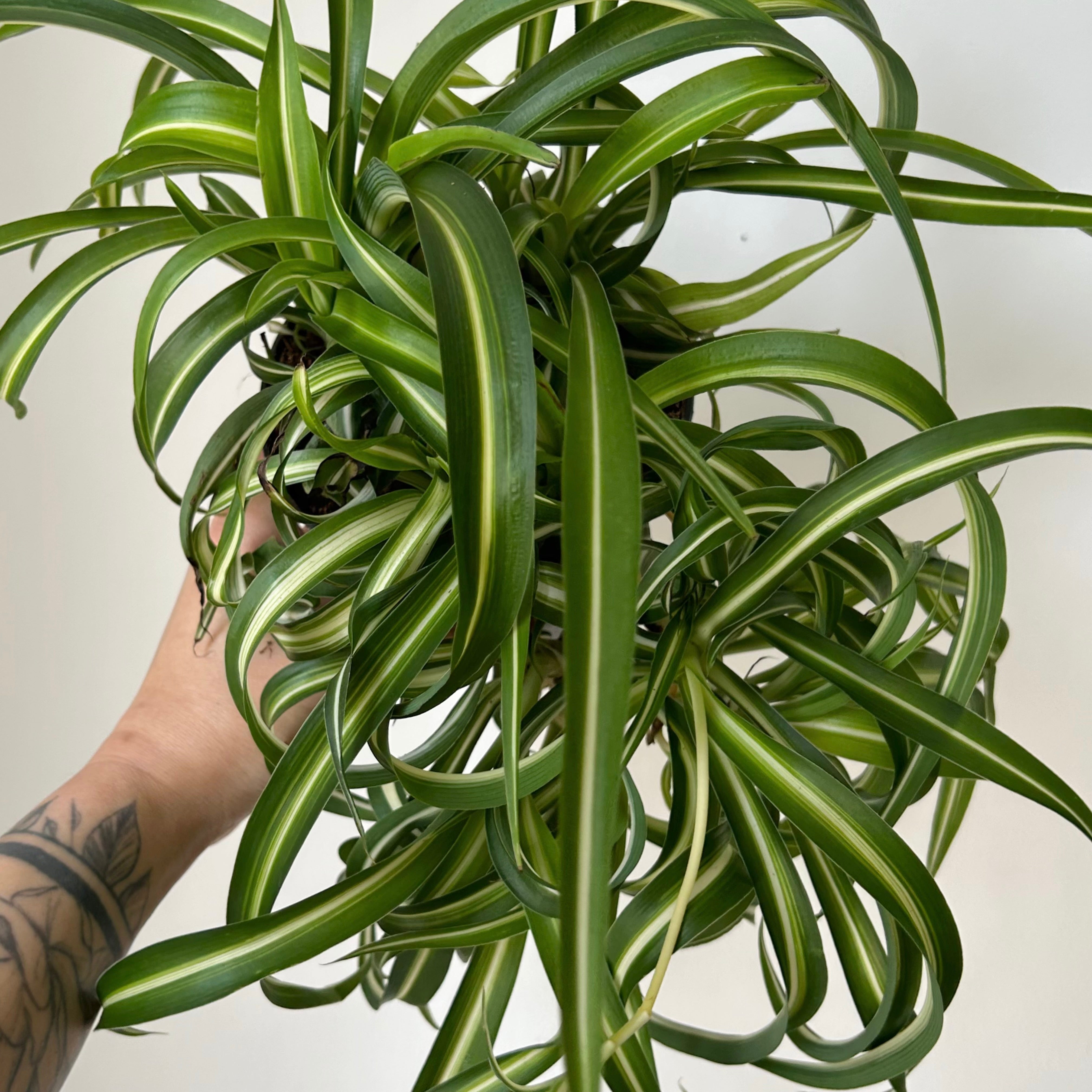 Curly Spider Plant Variegated (Chlorophytum Comosum) 5” pot
