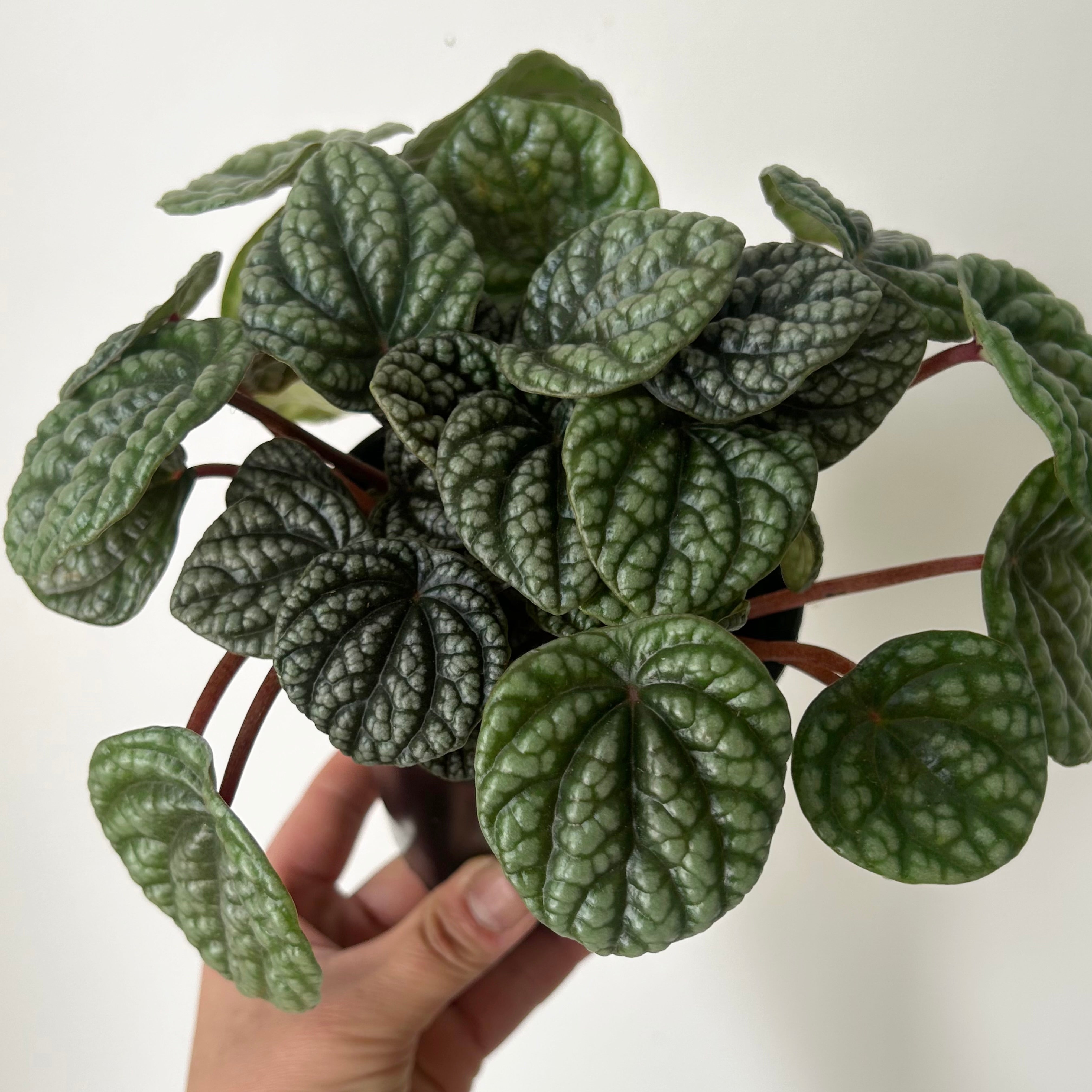 Peperomia caperata “Burbella” 4” pot