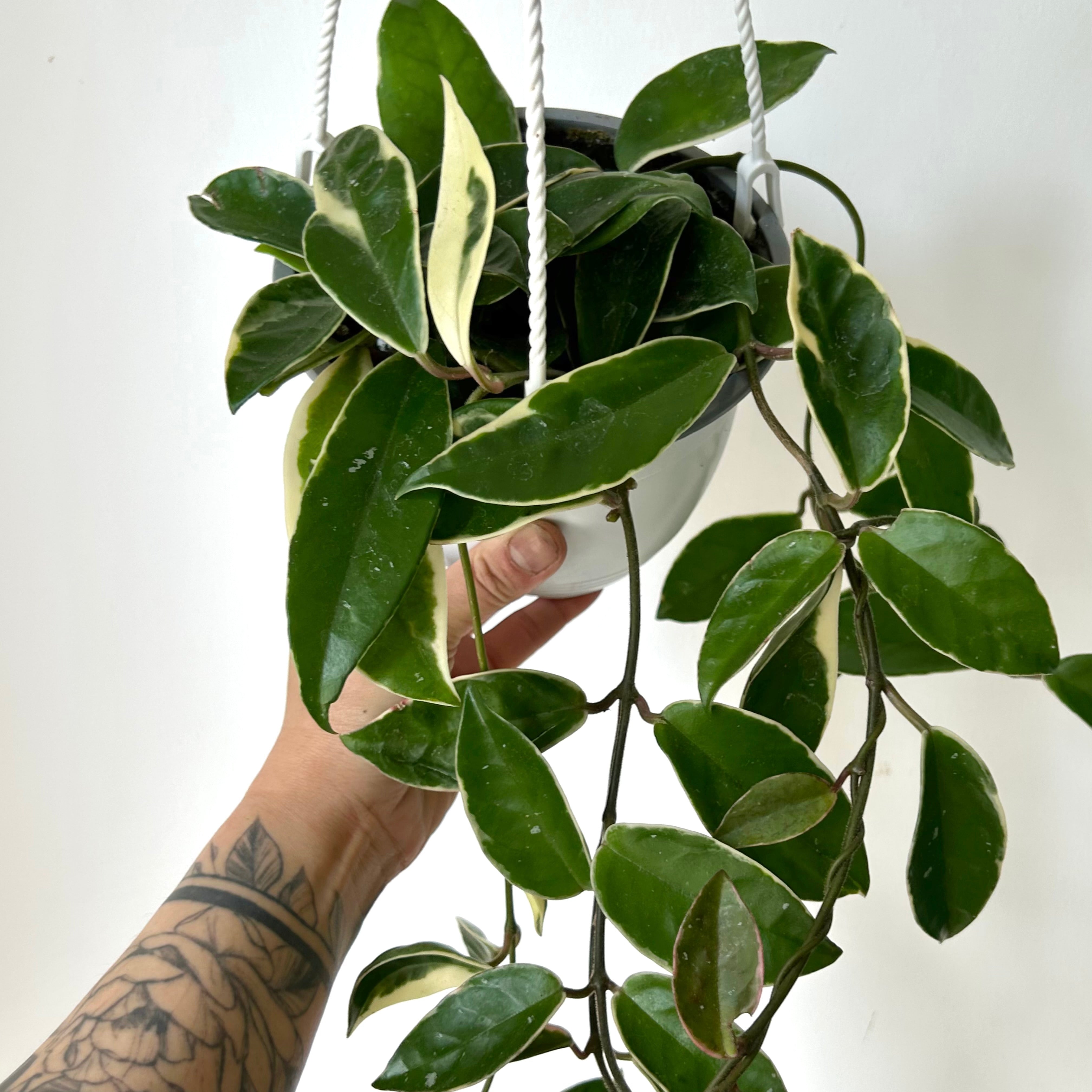Hoya Krimson Queen 6” hanging basket